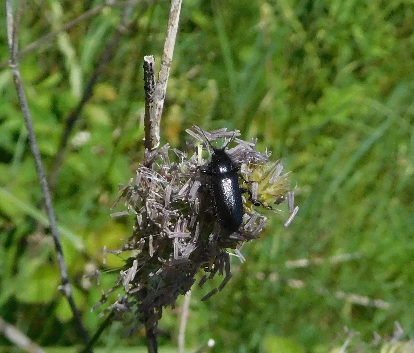 Dasytidae: Enicopus ater, maschio