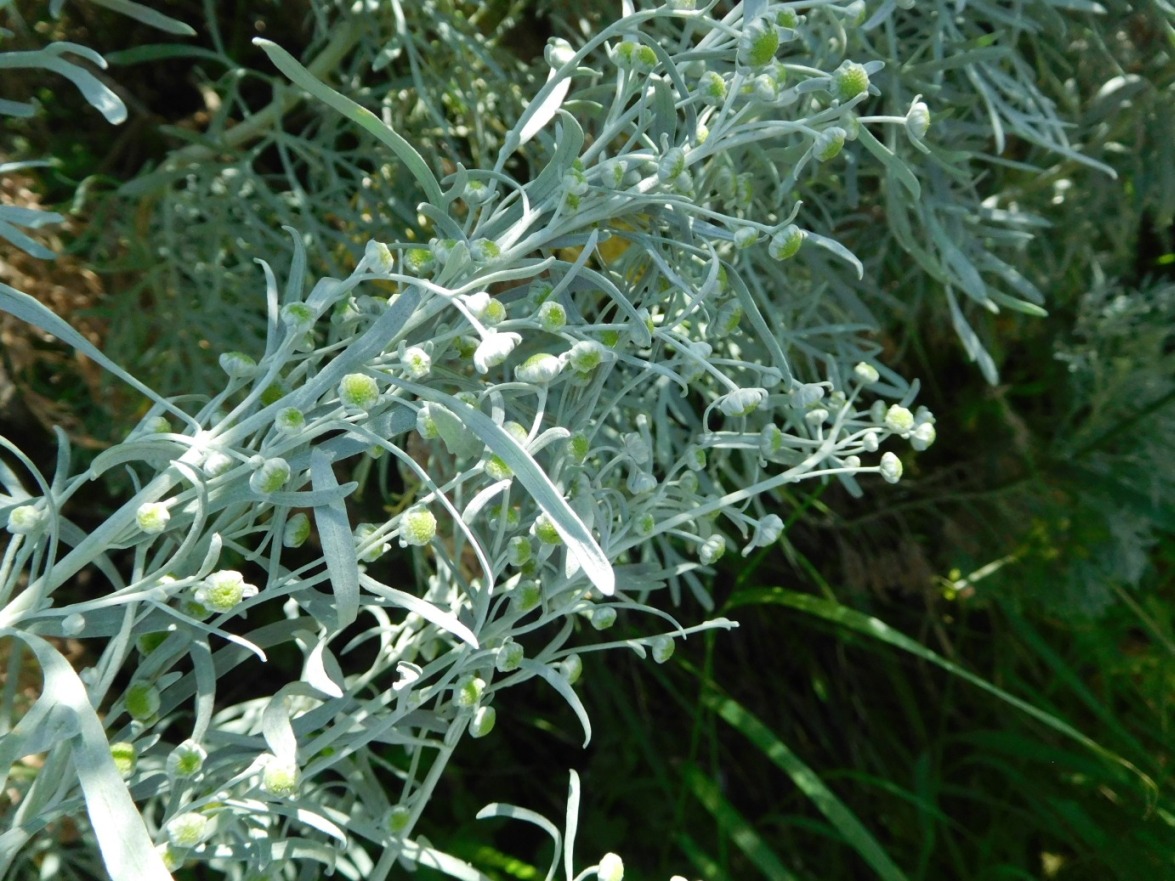 Artemisia arborescens