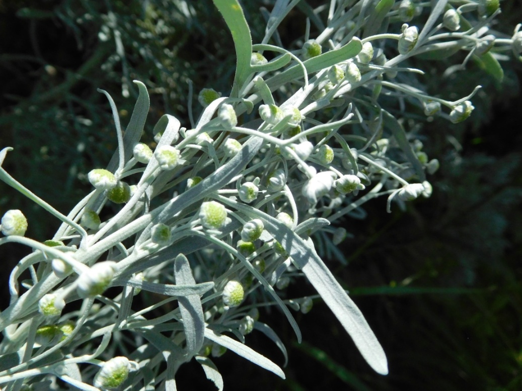 Artemisia arborescens