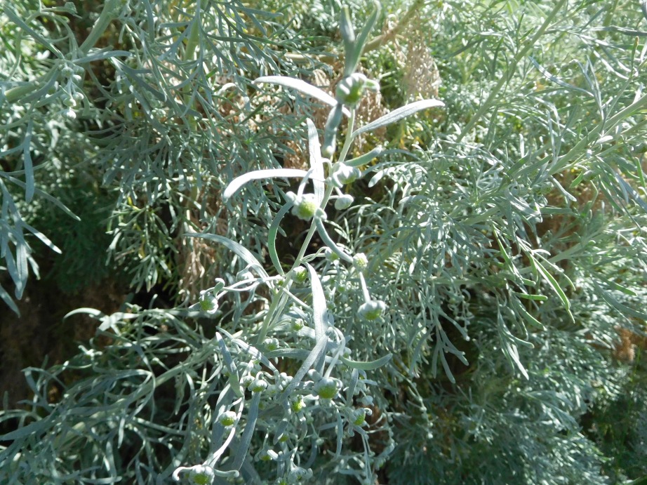 Artemisia arborescens