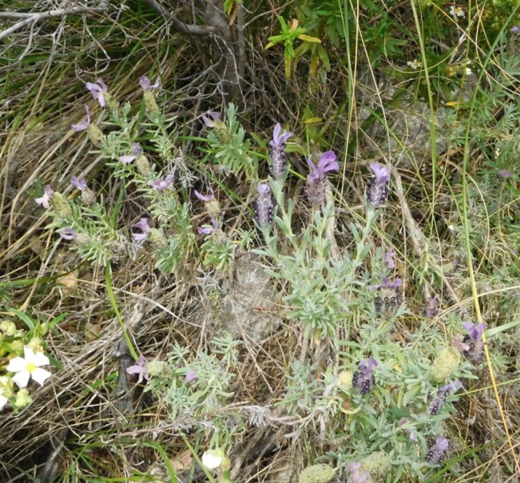 Lavandula stoechas