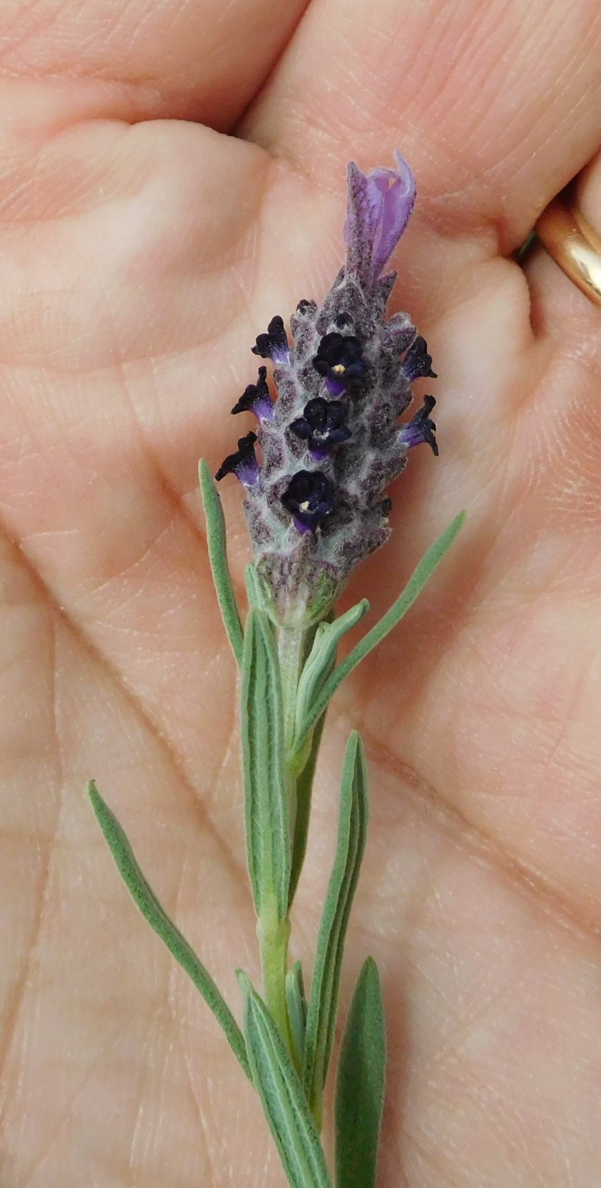 Lavandula stoechas