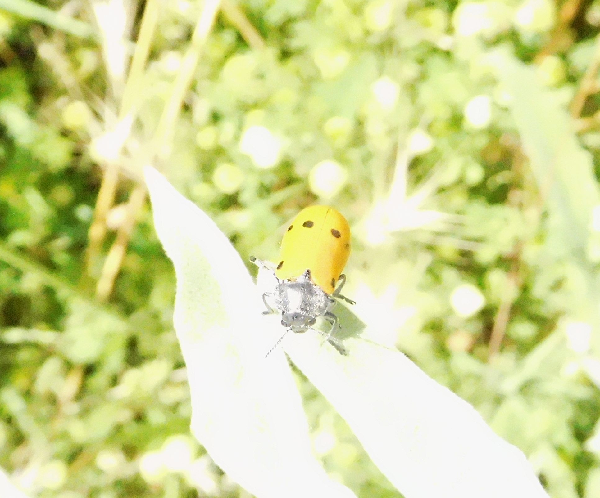 Lachnaia sp. (Chrysomelidae)