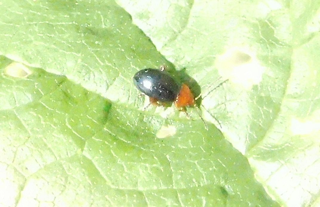 Chrysomelidae da determinare: Podagrica sp.?