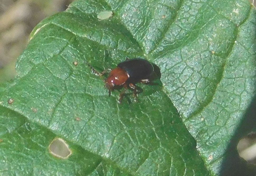 Chrysomelidae da determinare: Podagrica sp.?