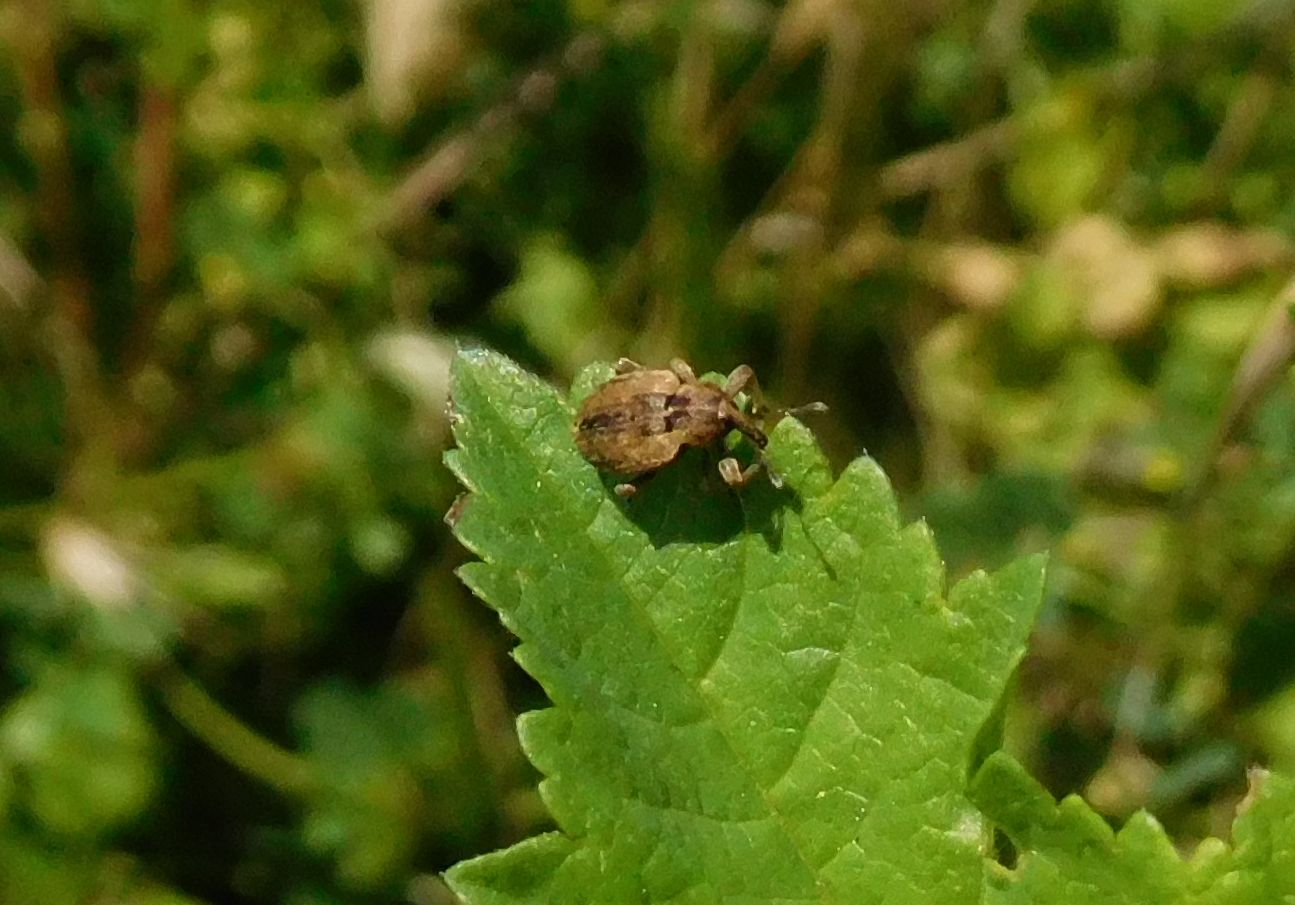 Curculionidae: Hypera melancholica