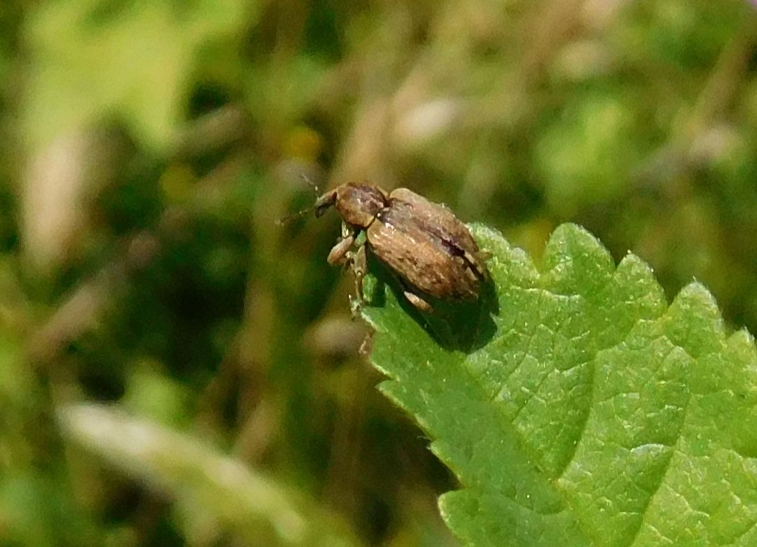 Curculionidae: Hypera melancholica