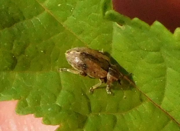 Curculionidae: Hypera melancholica