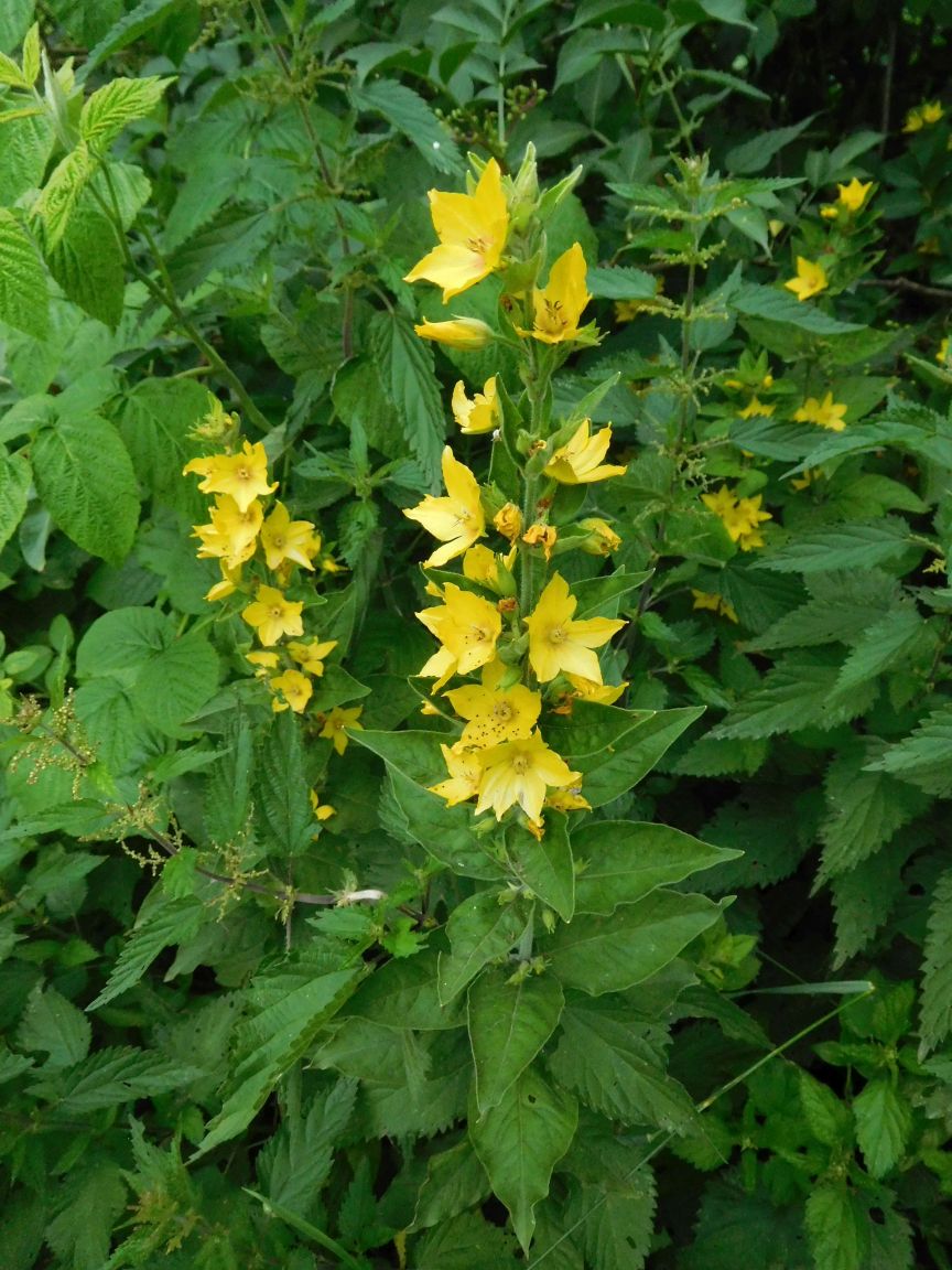 Lysimachia punctata  (Primulaceae)