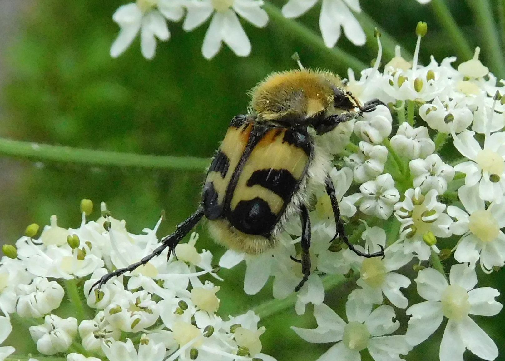 Trichius fasciatus (Cetoniidae)