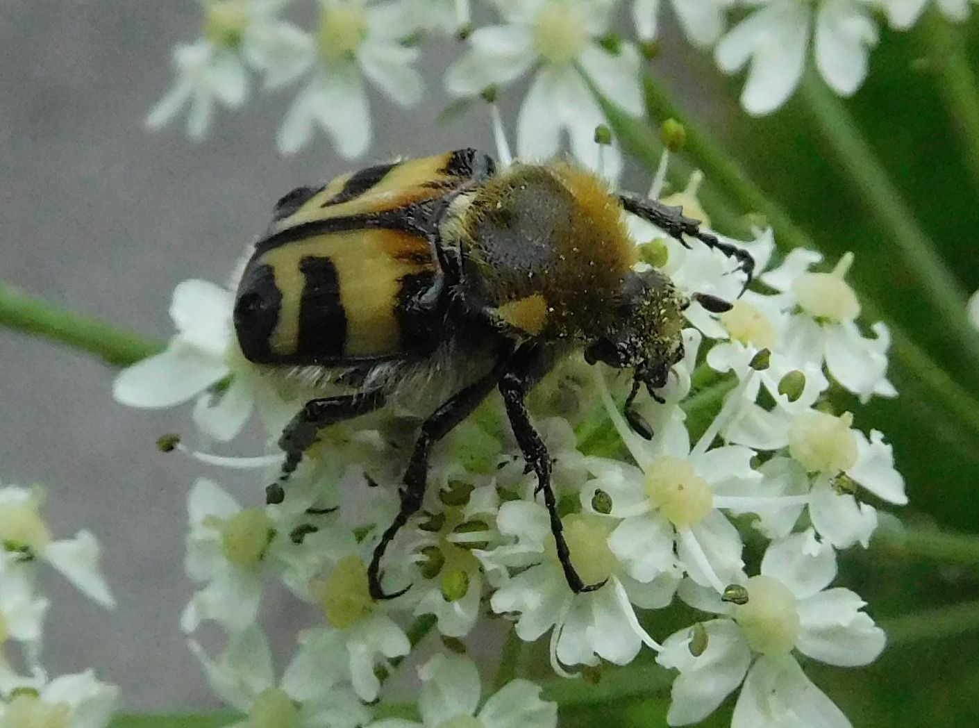 Trichius fasciatus (Cetoniidae)