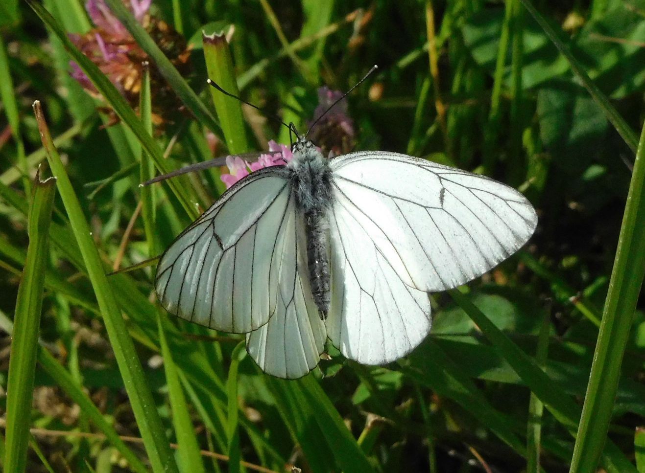 Aporia crataegi (Pieridae)