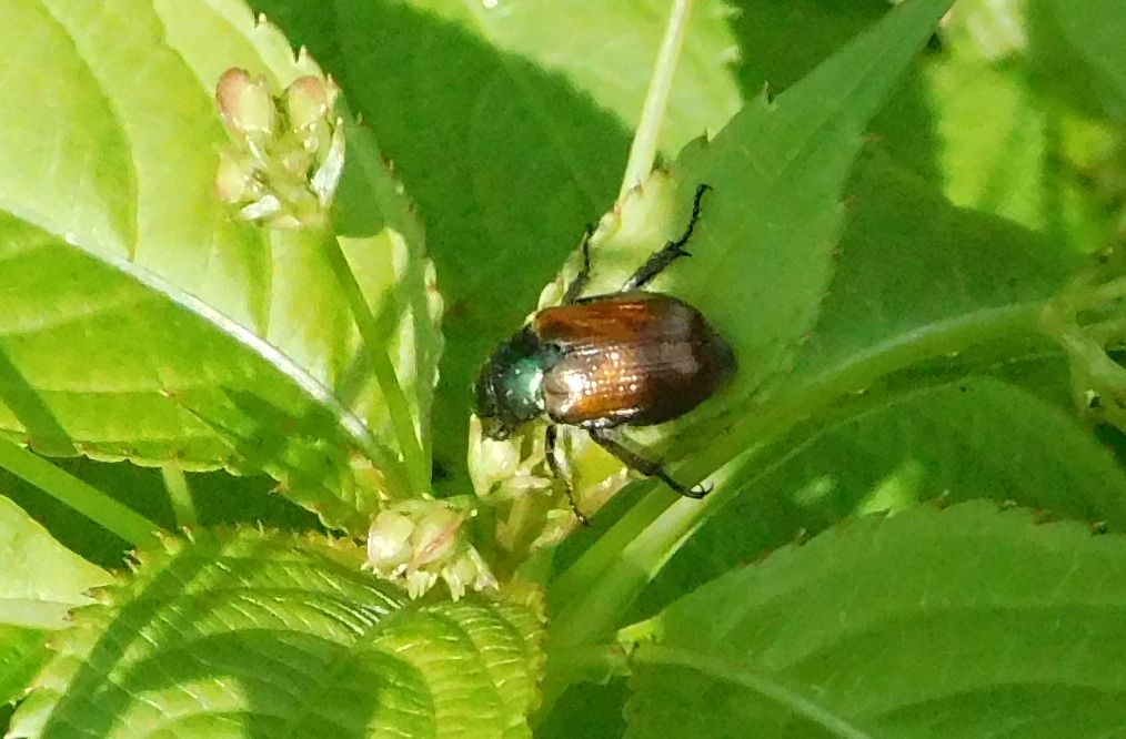 Phyllopertha horticola (Rutelidae)