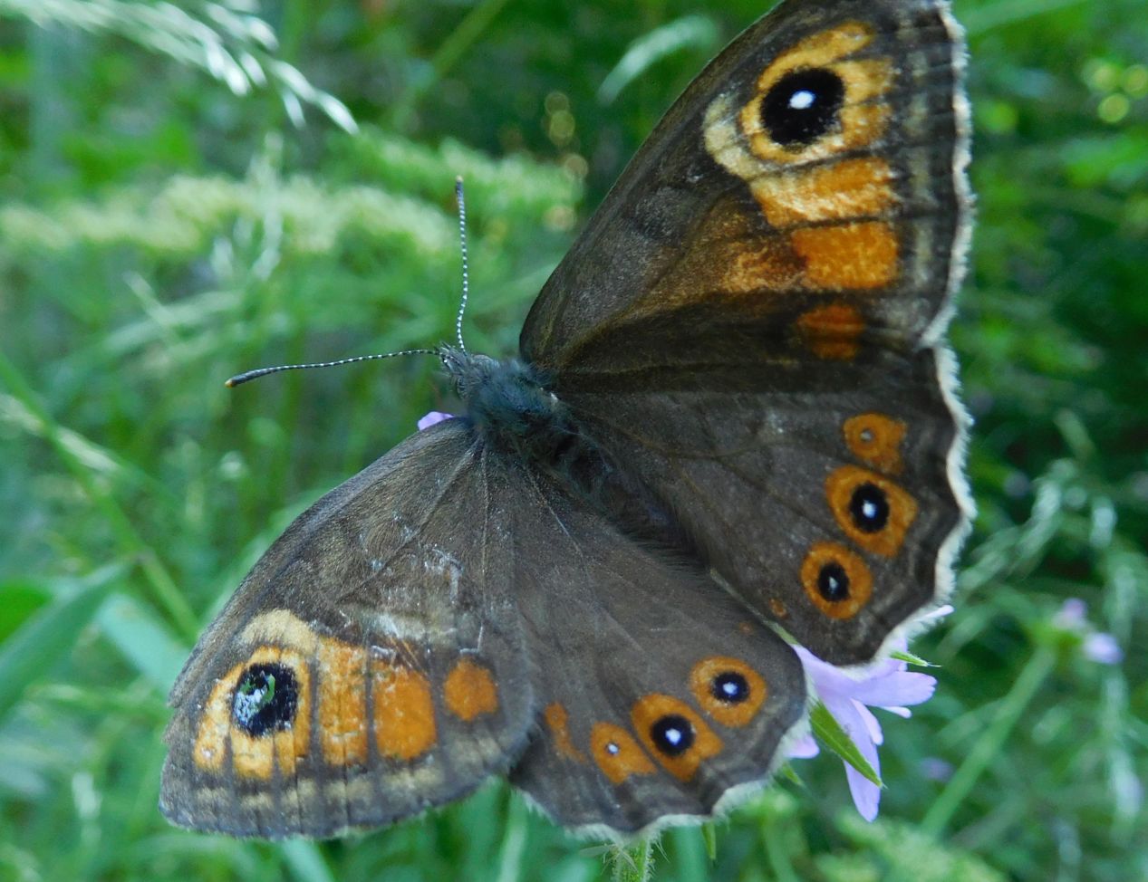 Lasiommata maera, femmina (Nymphalidae)