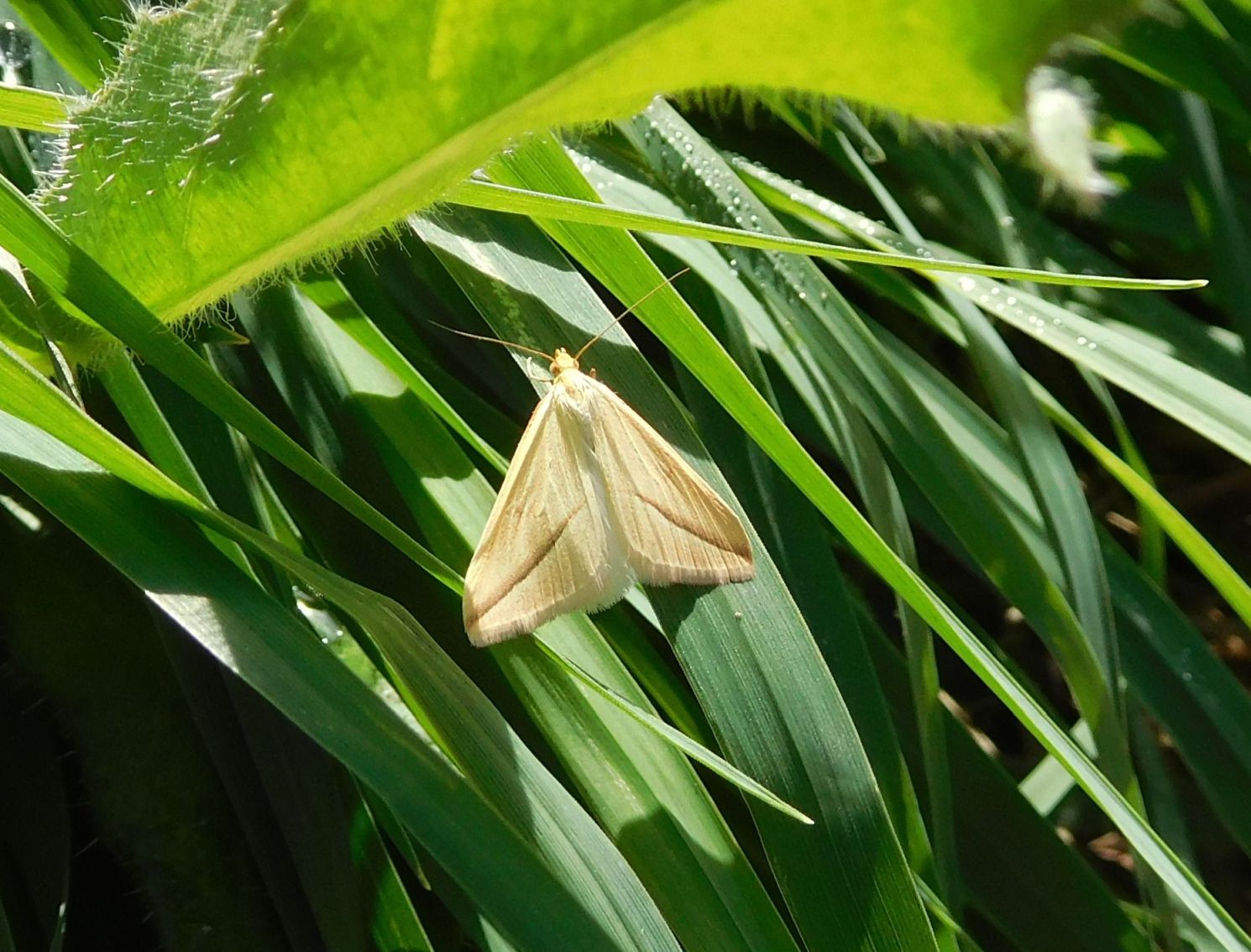 Rhodometra sacraria (Geometridae)