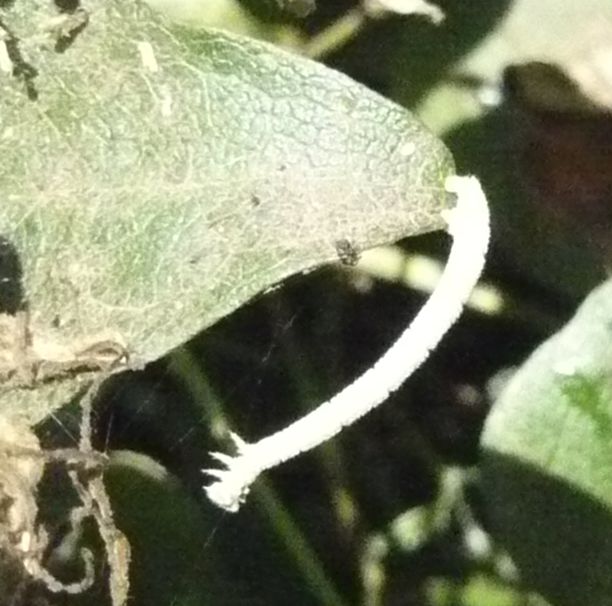 Larva di Geometridae Hemitheini