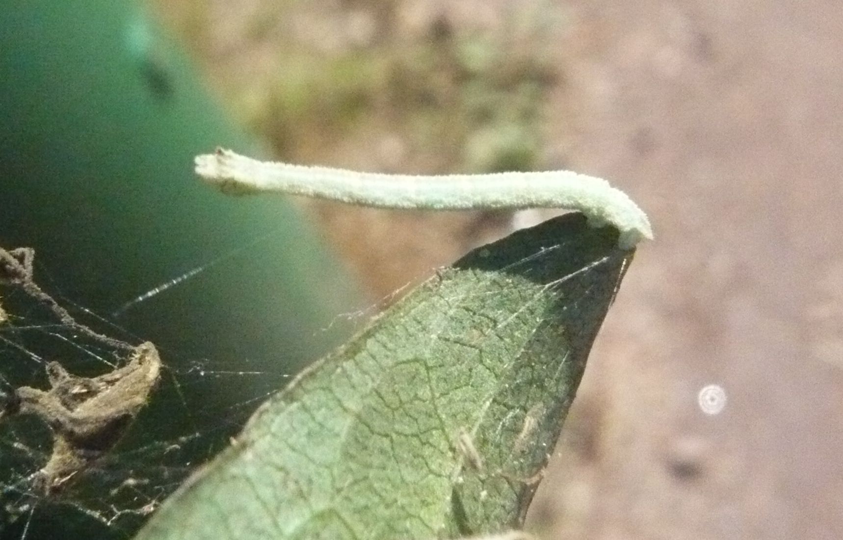 Larva di Geometridae Hemitheini