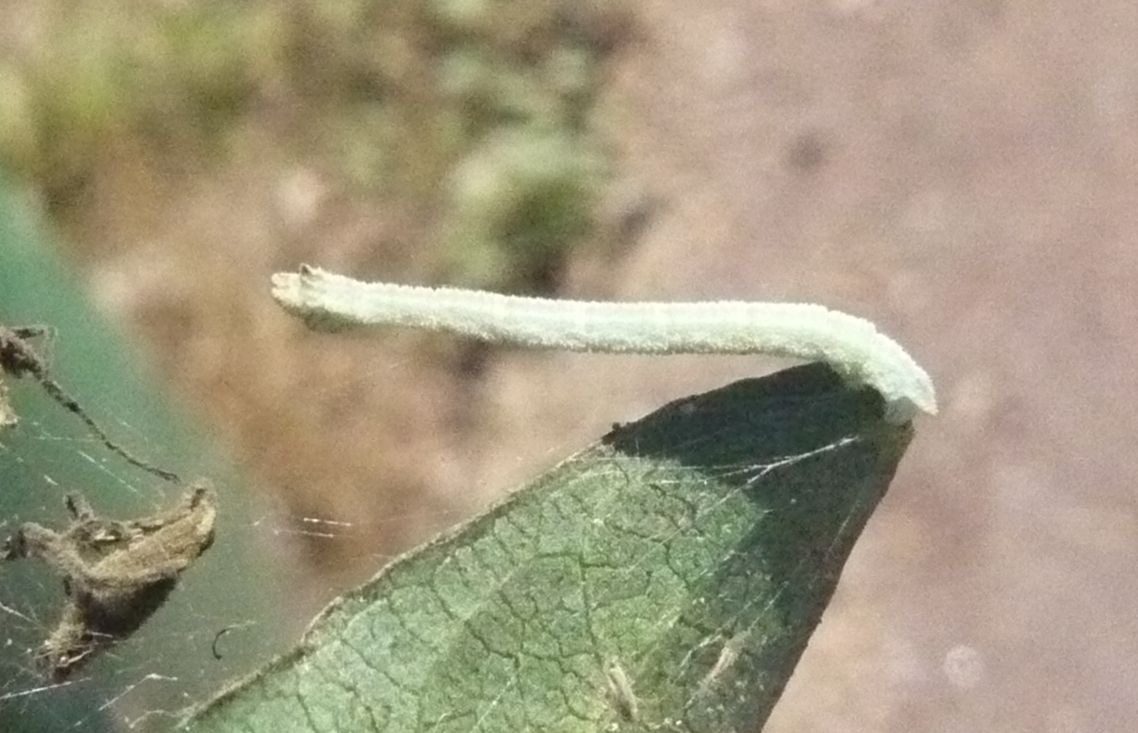 Larva di Geometridae Hemitheini