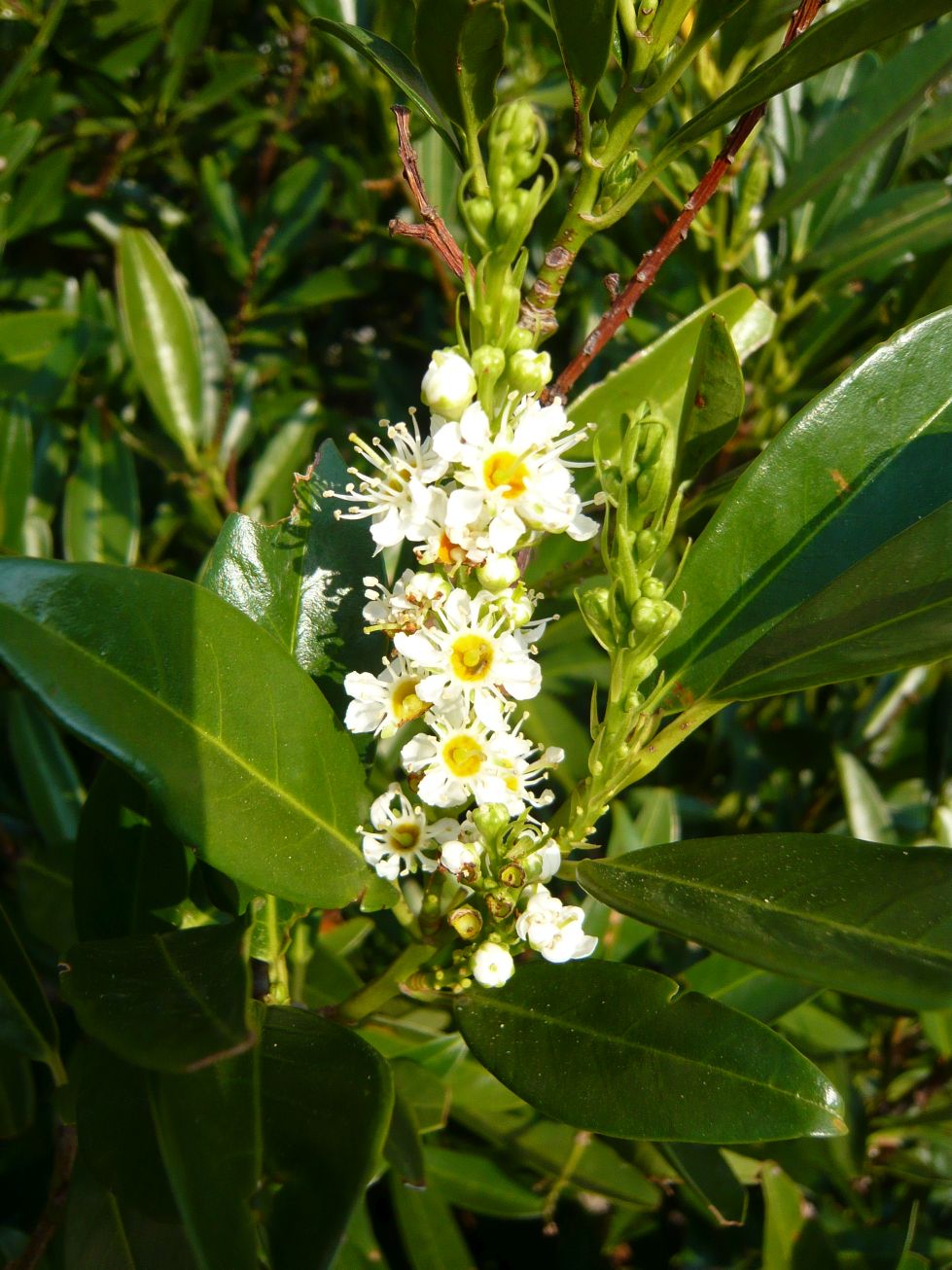 Prunus laurocerasus /Lauroceraso