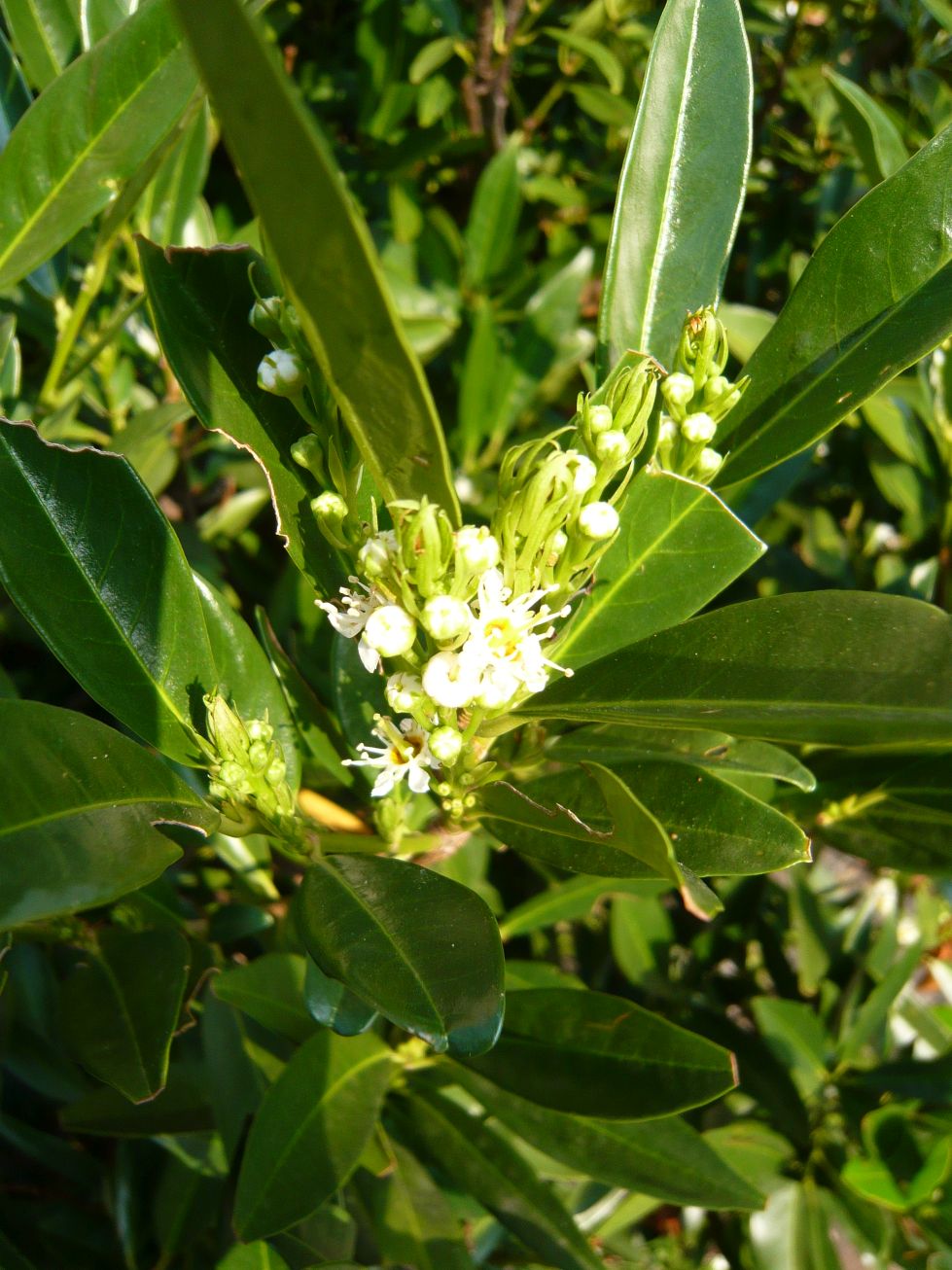 Prunus laurocerasus /Lauroceraso