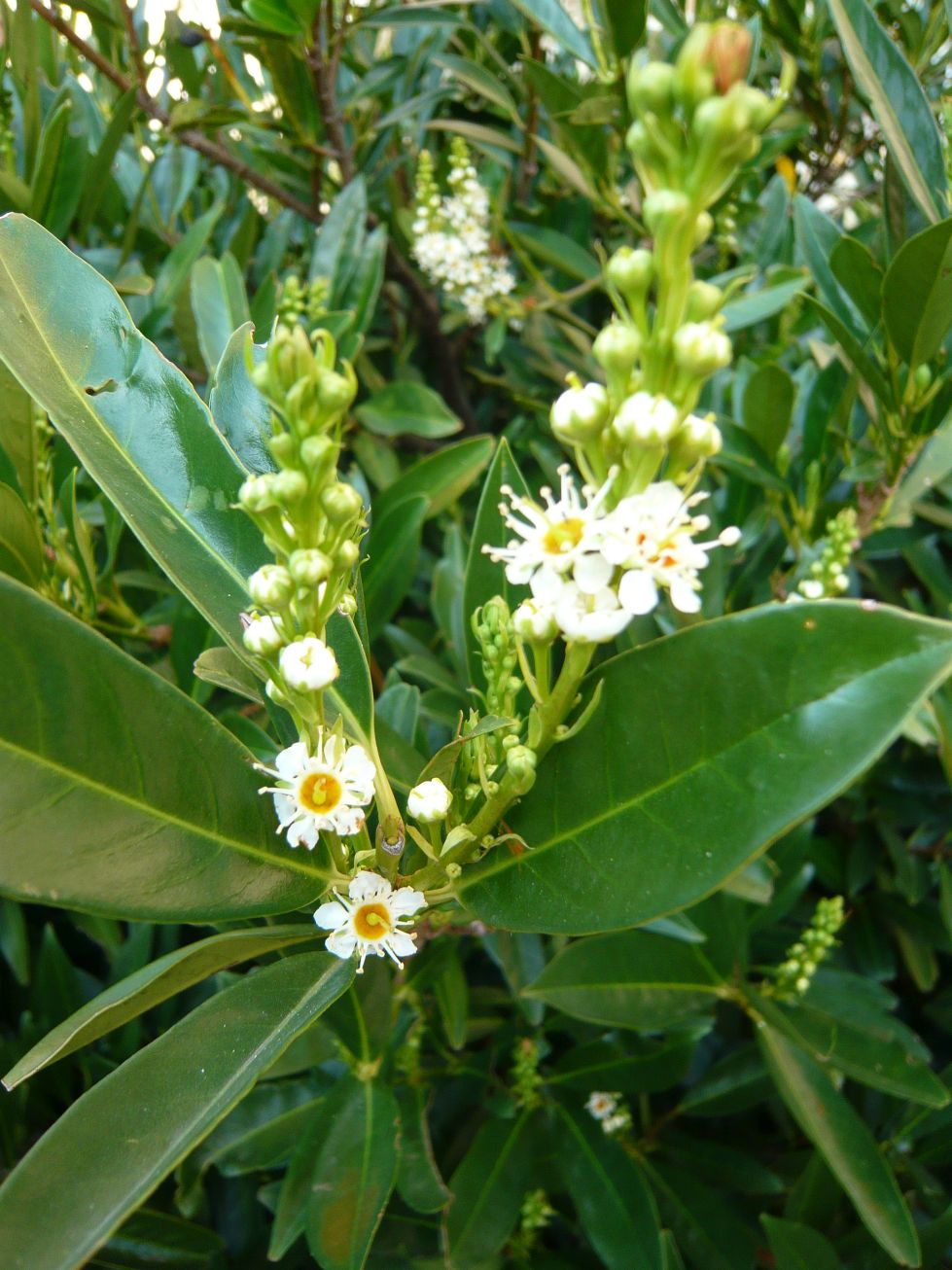 Prunus laurocerasus /Lauroceraso