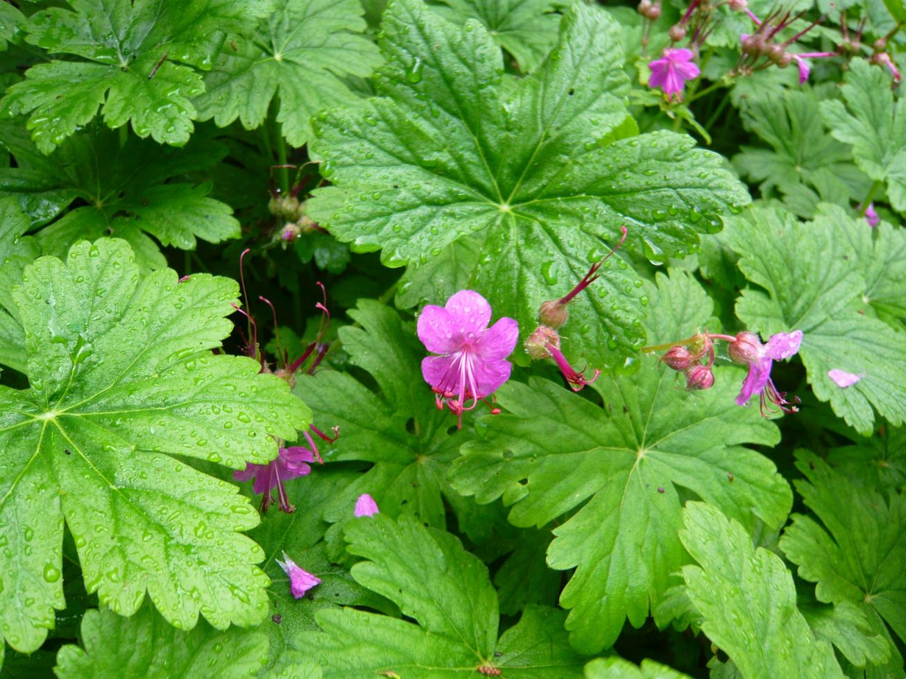 geraniacea da determinare 26dic20 - Geranium macrorrhizum