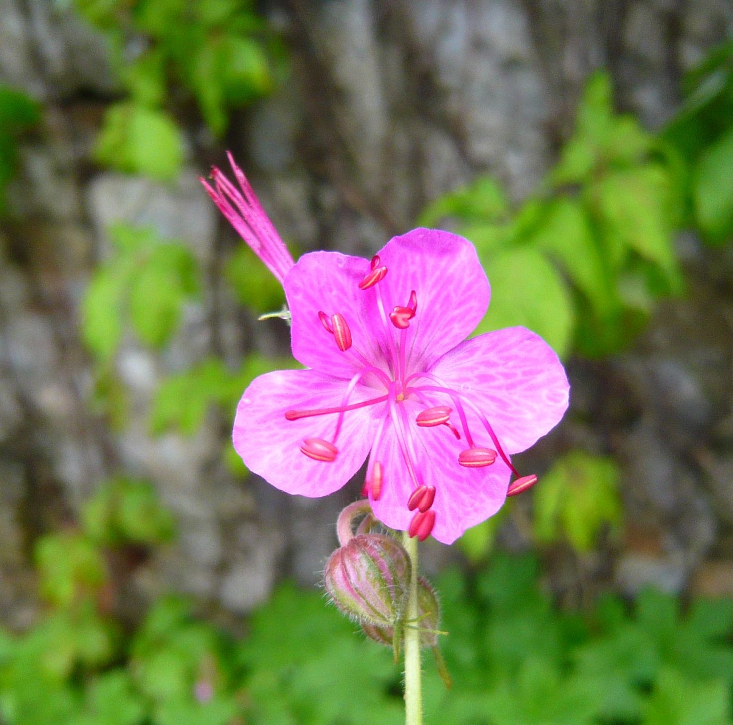 geraniacea da determinare 26dic20 - Geranium macrorrhizum