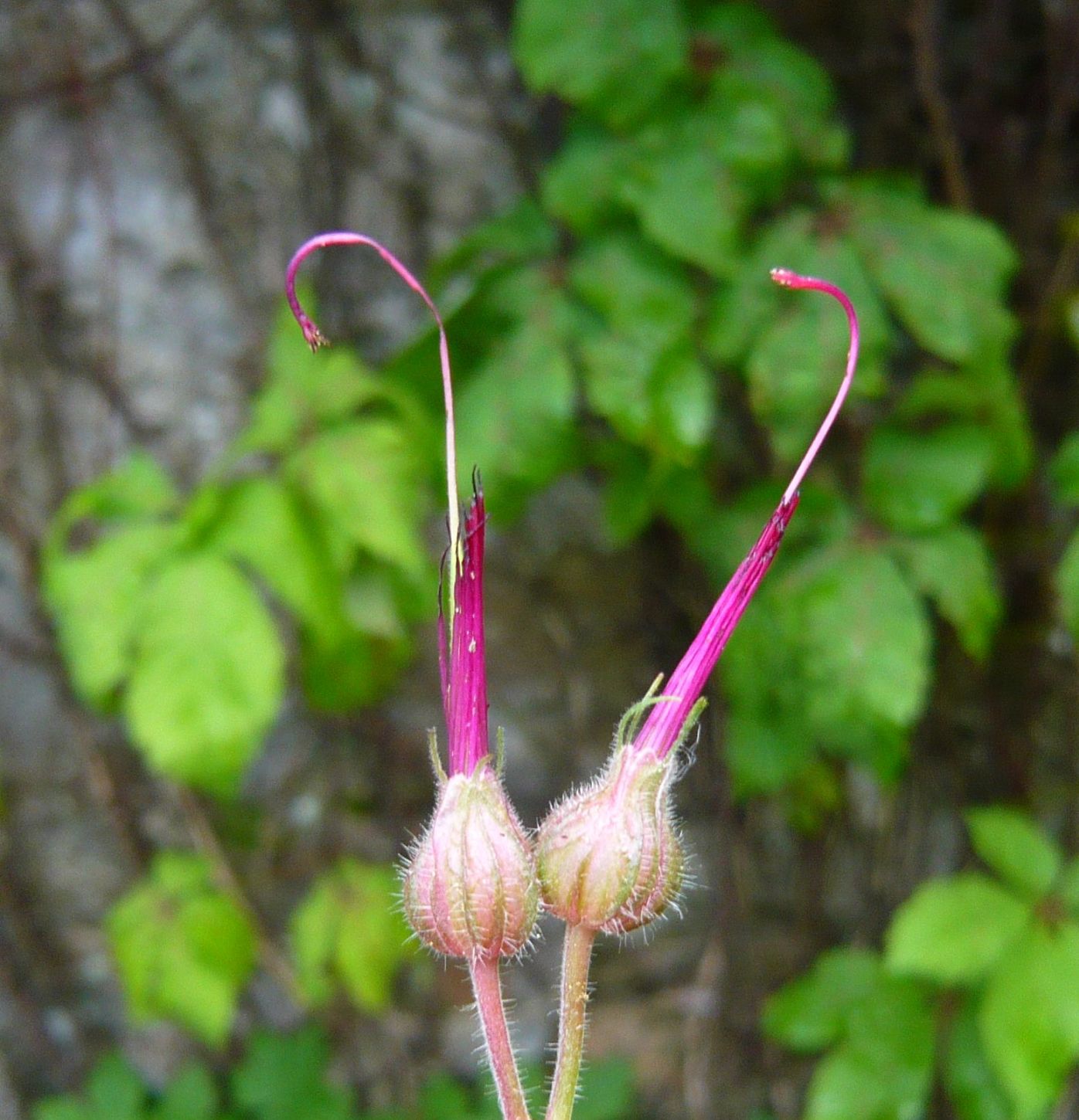 geraniacea da determinare 26dic20 - Geranium macrorrhizum