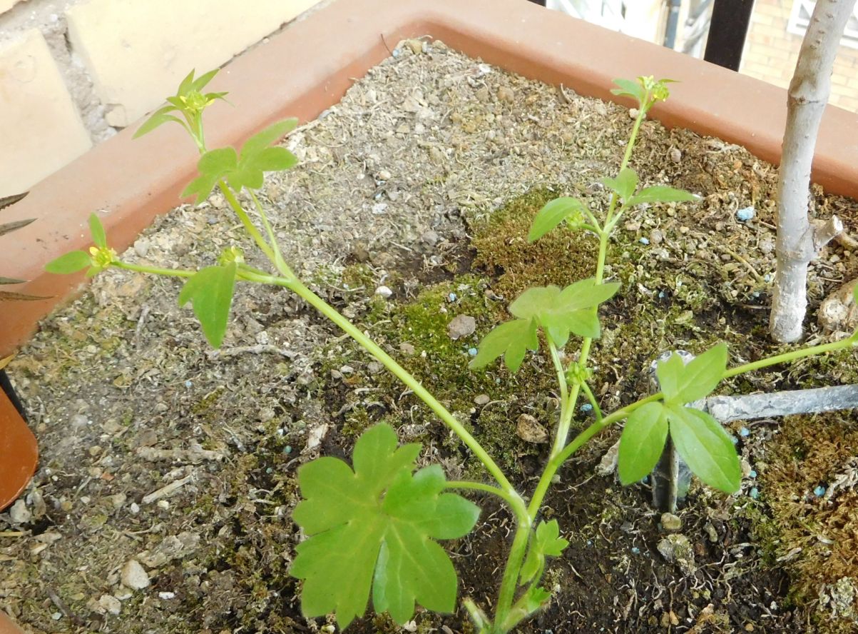 Ranunculus parviflorus