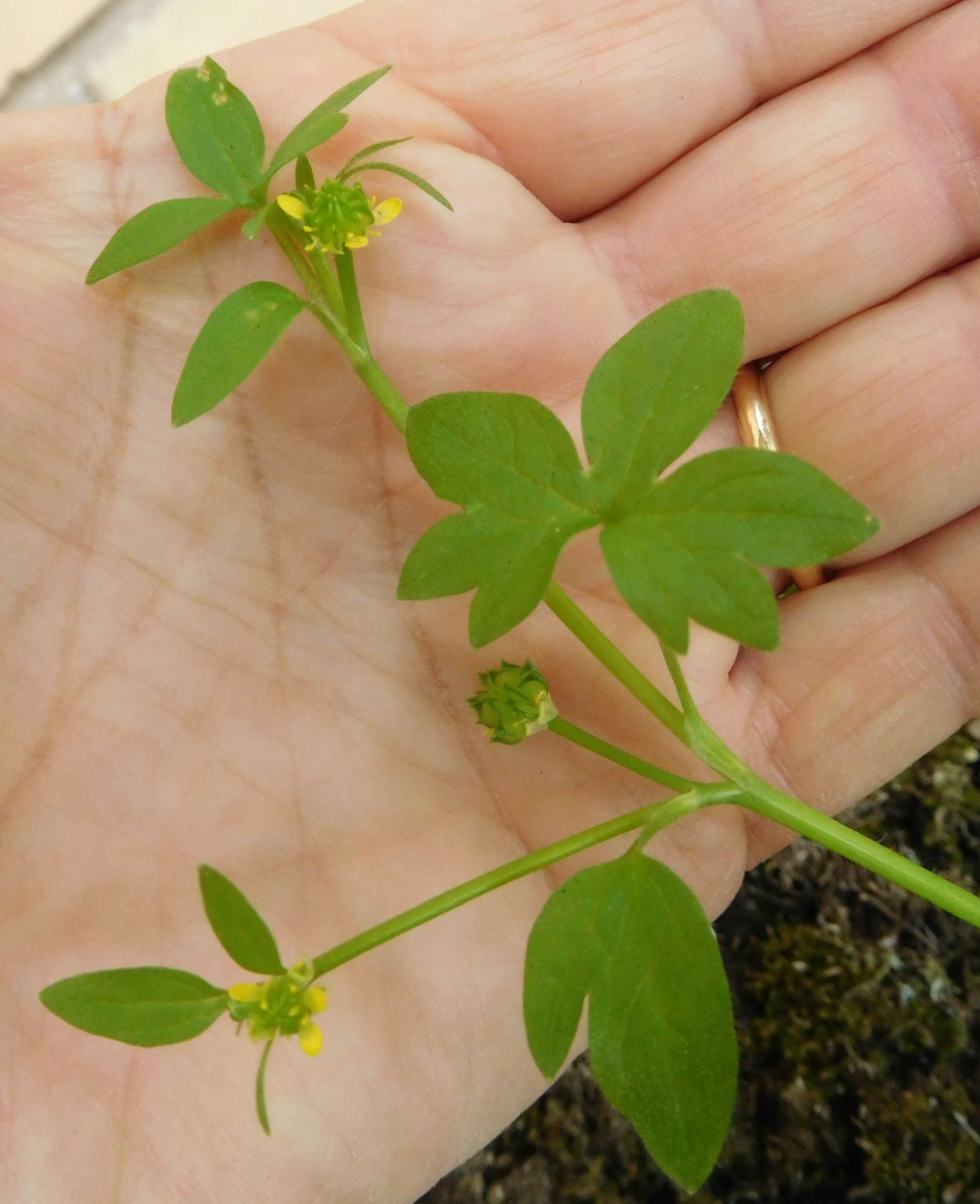 Ranunculus parviflorus