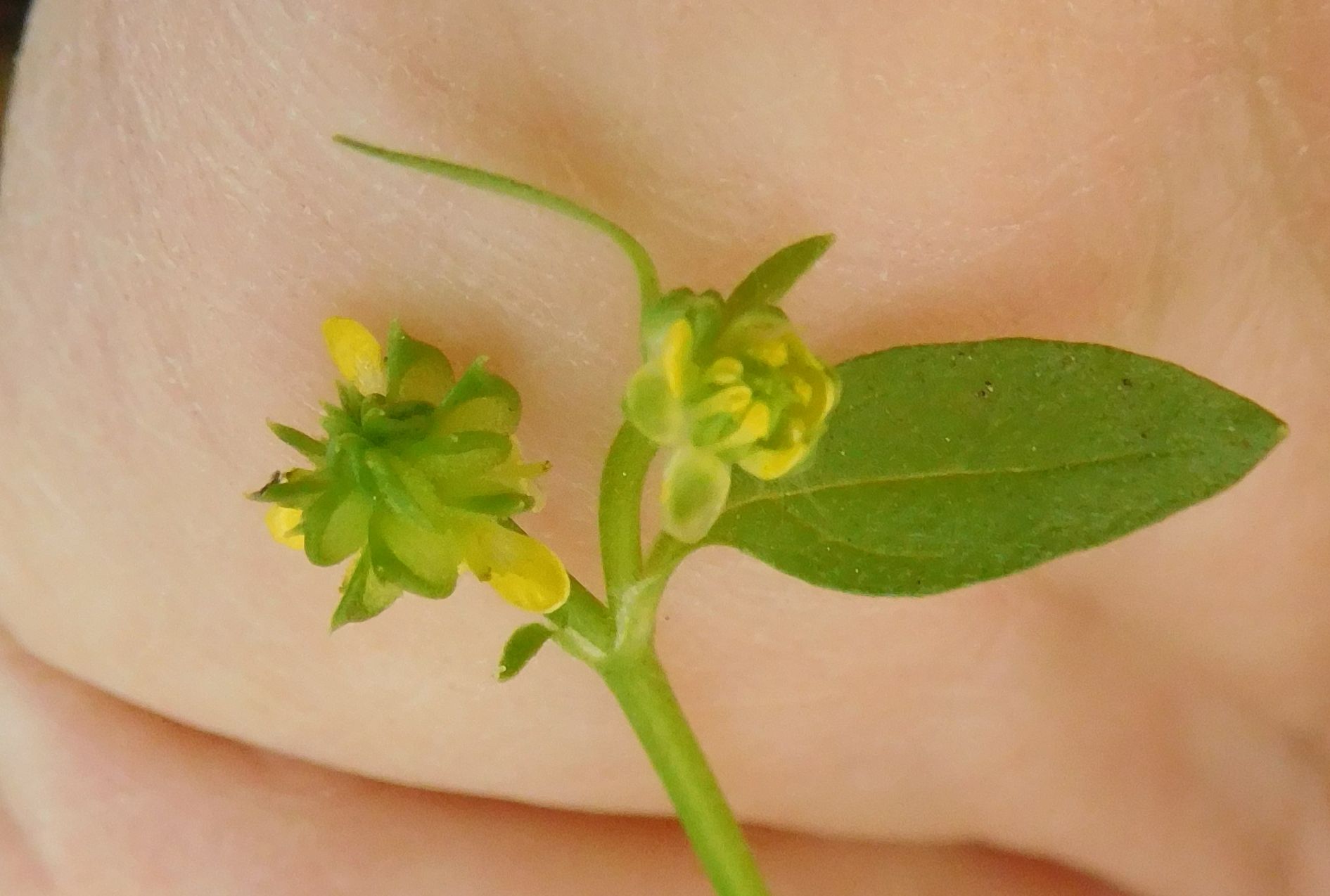 Ranunculus parviflorus