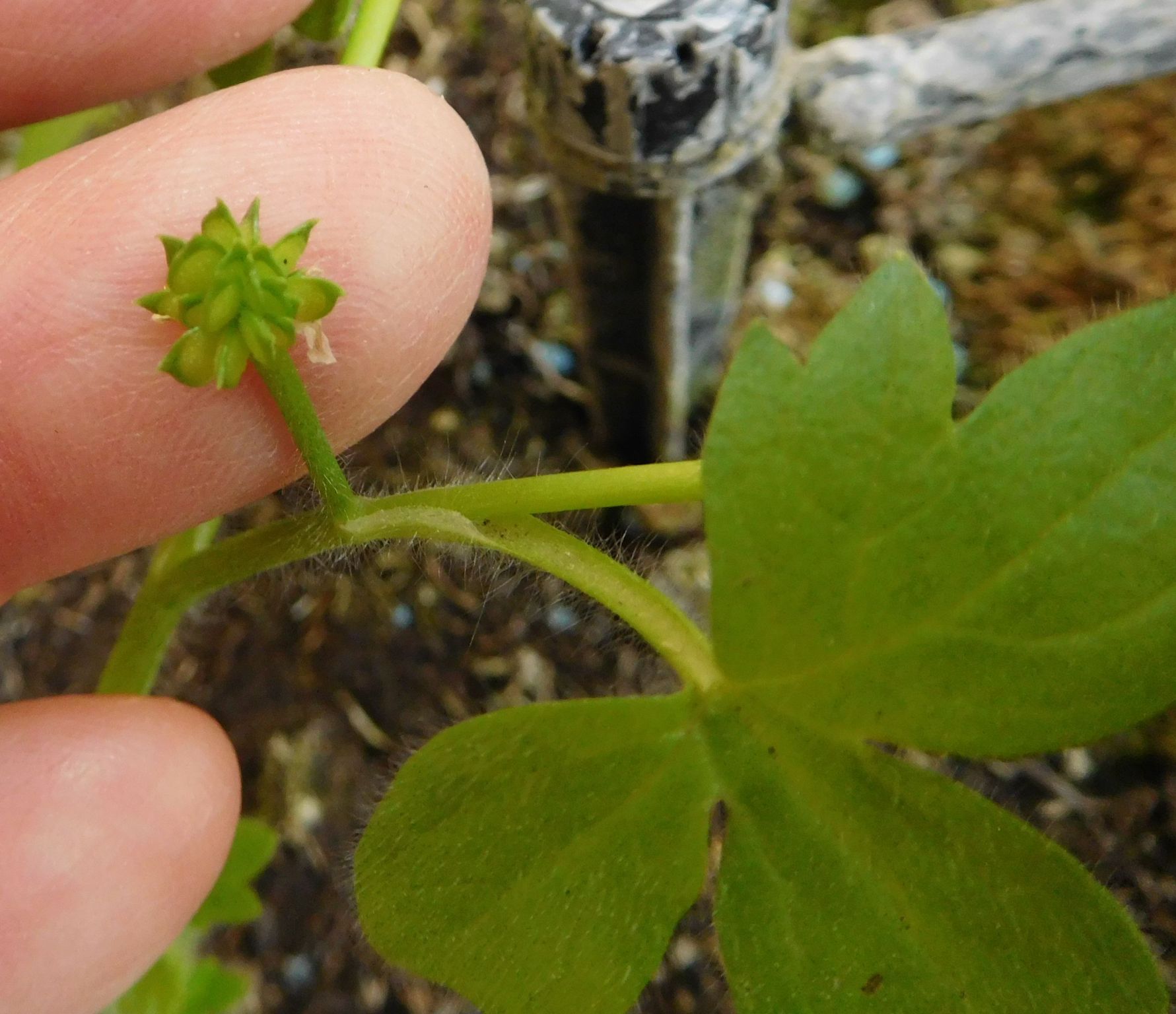 Ranunculus parviflorus