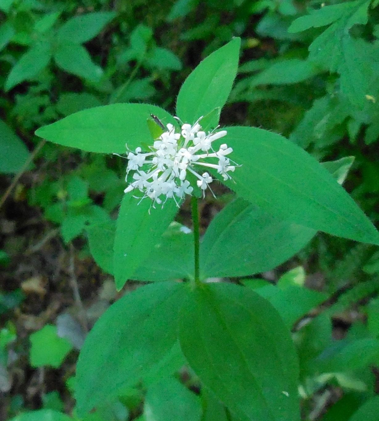 Asperula taurina (Rubiaceae)