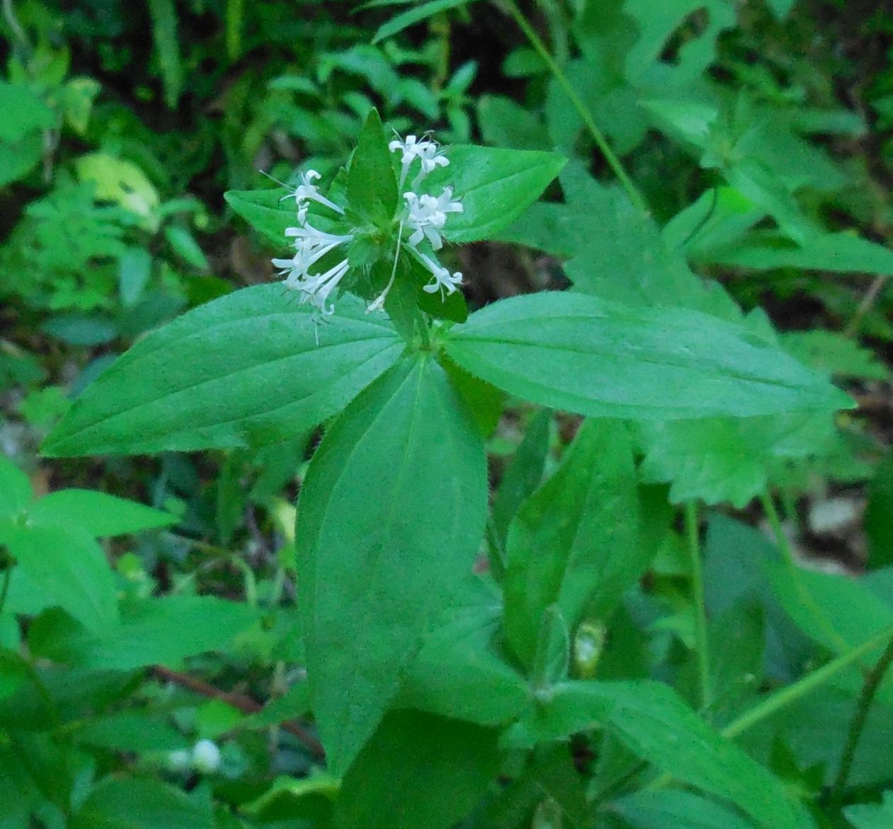 Asperula taurina (Rubiaceae)