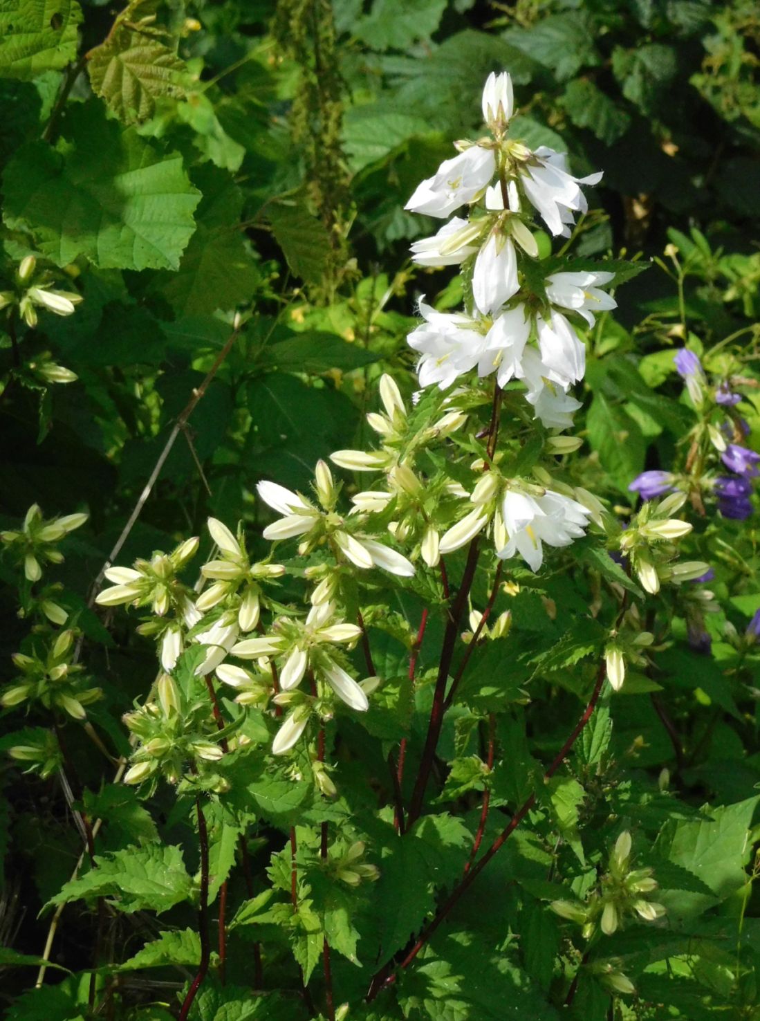 Campanula trachelium