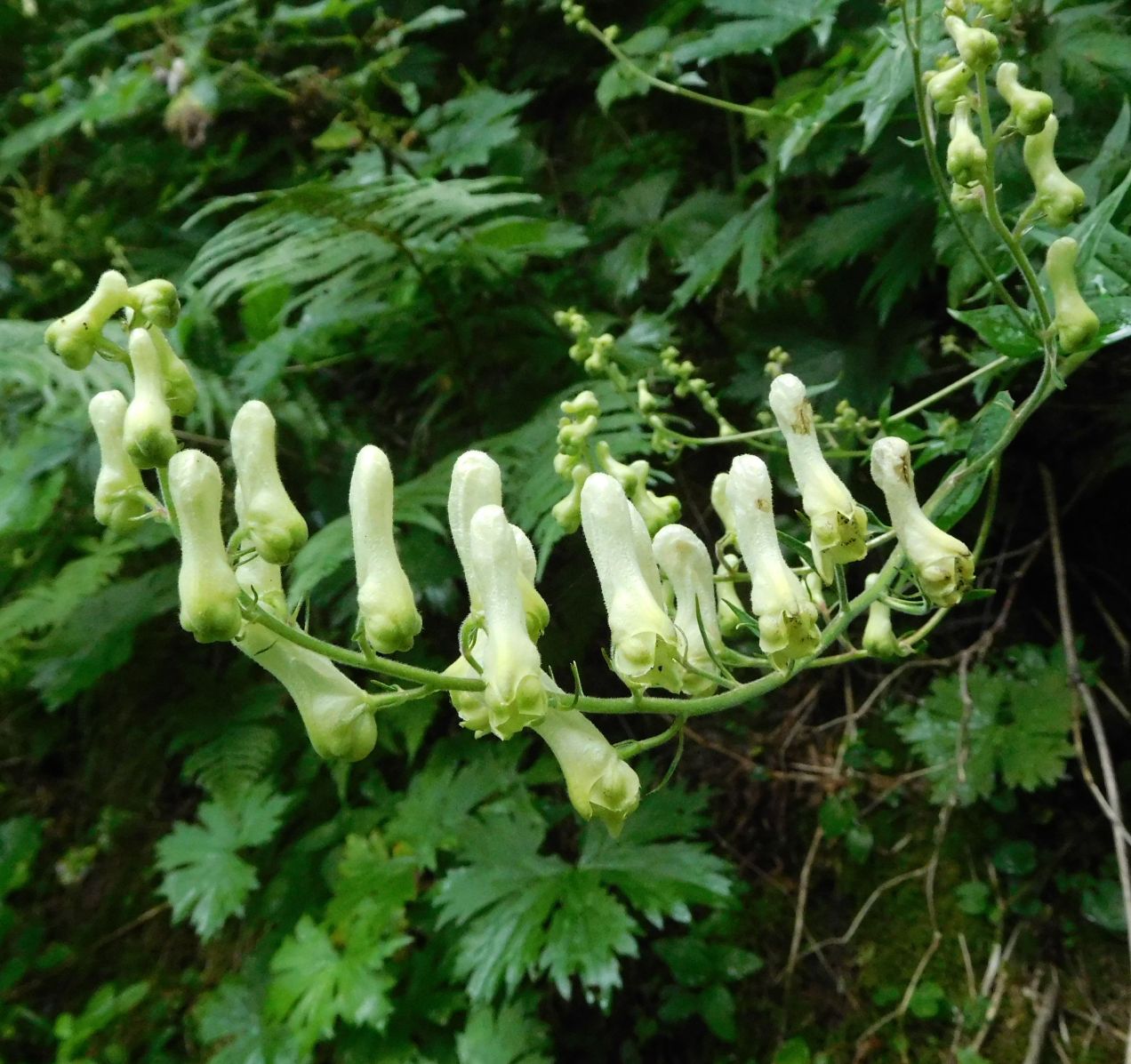 Aconitum lycoctonum / Aconito strozzalupo