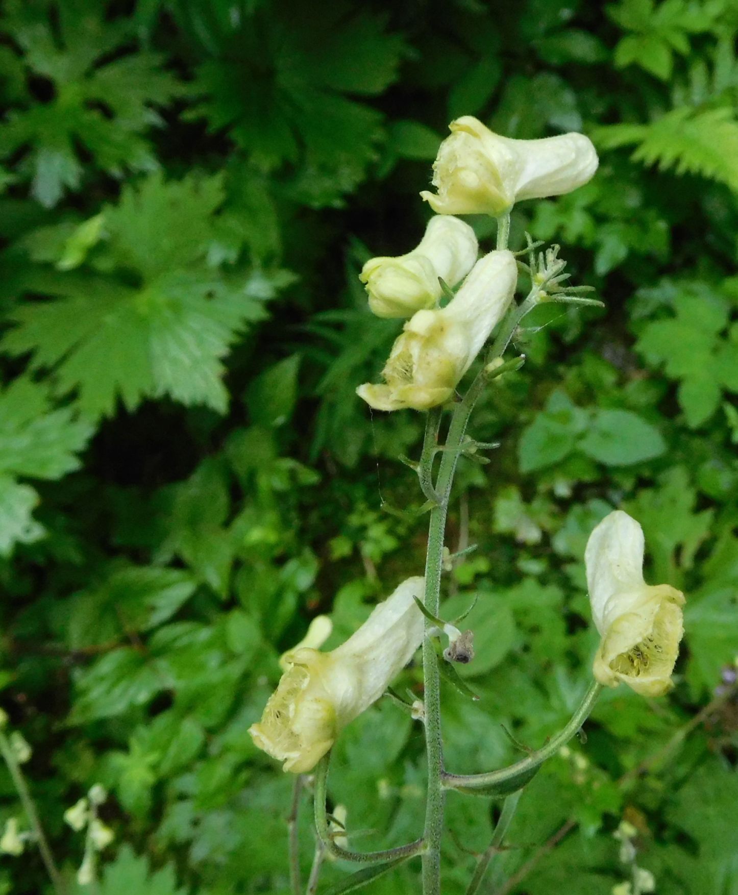 Aconitum lycoctonum / Aconito strozzalupo