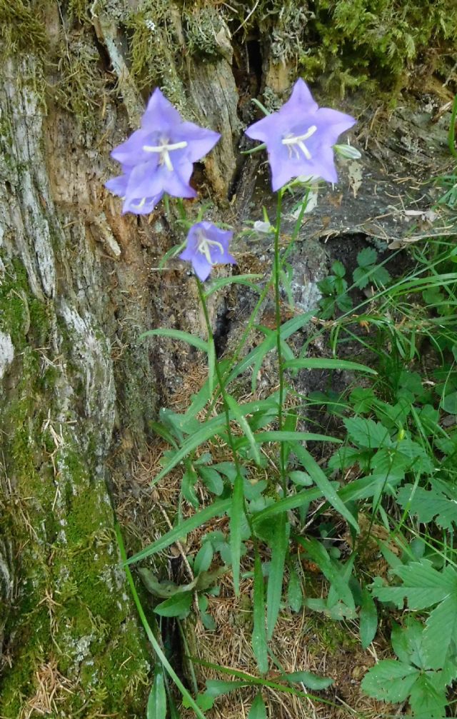 Campanula persicifolia