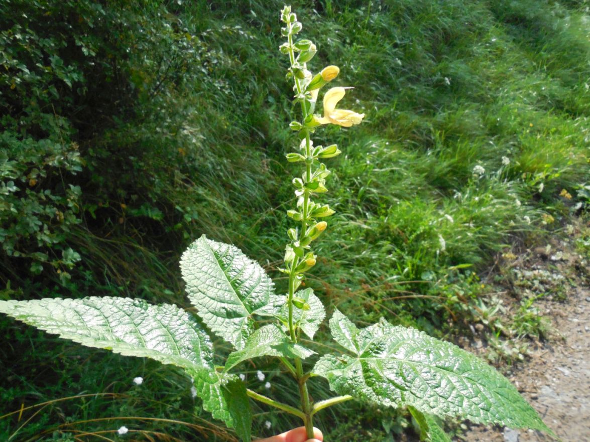 Lamiacea - Salvia glutinosa