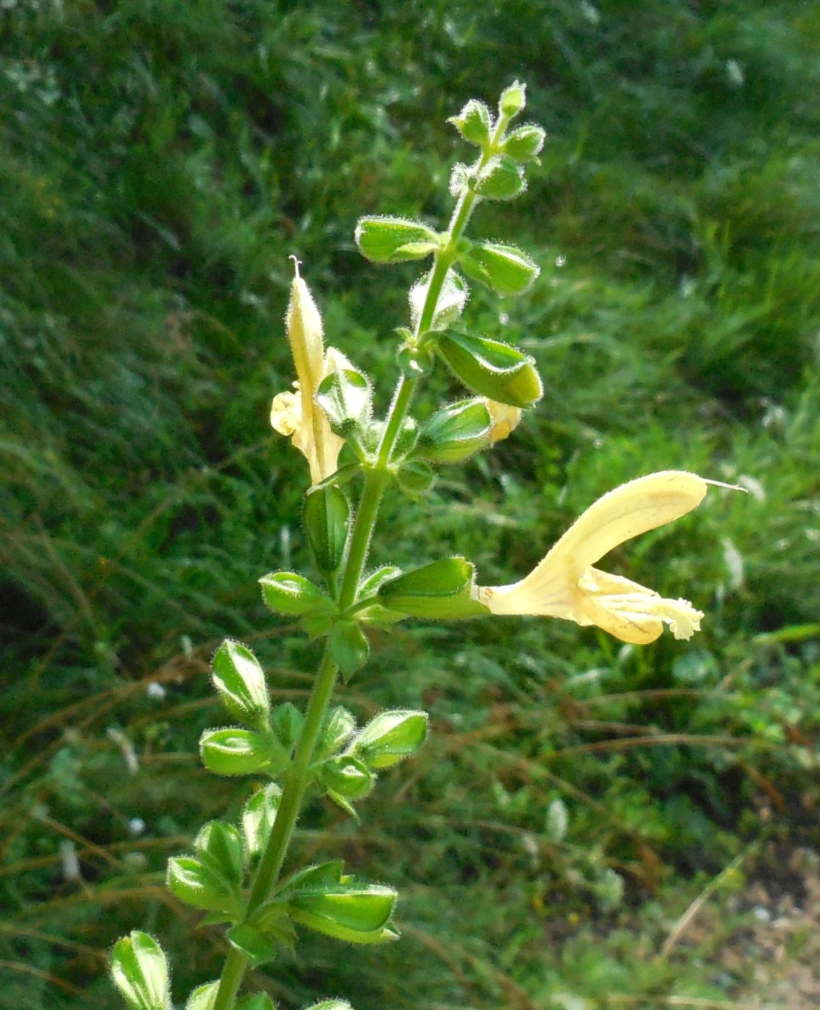 Lamiacea - Salvia glutinosa