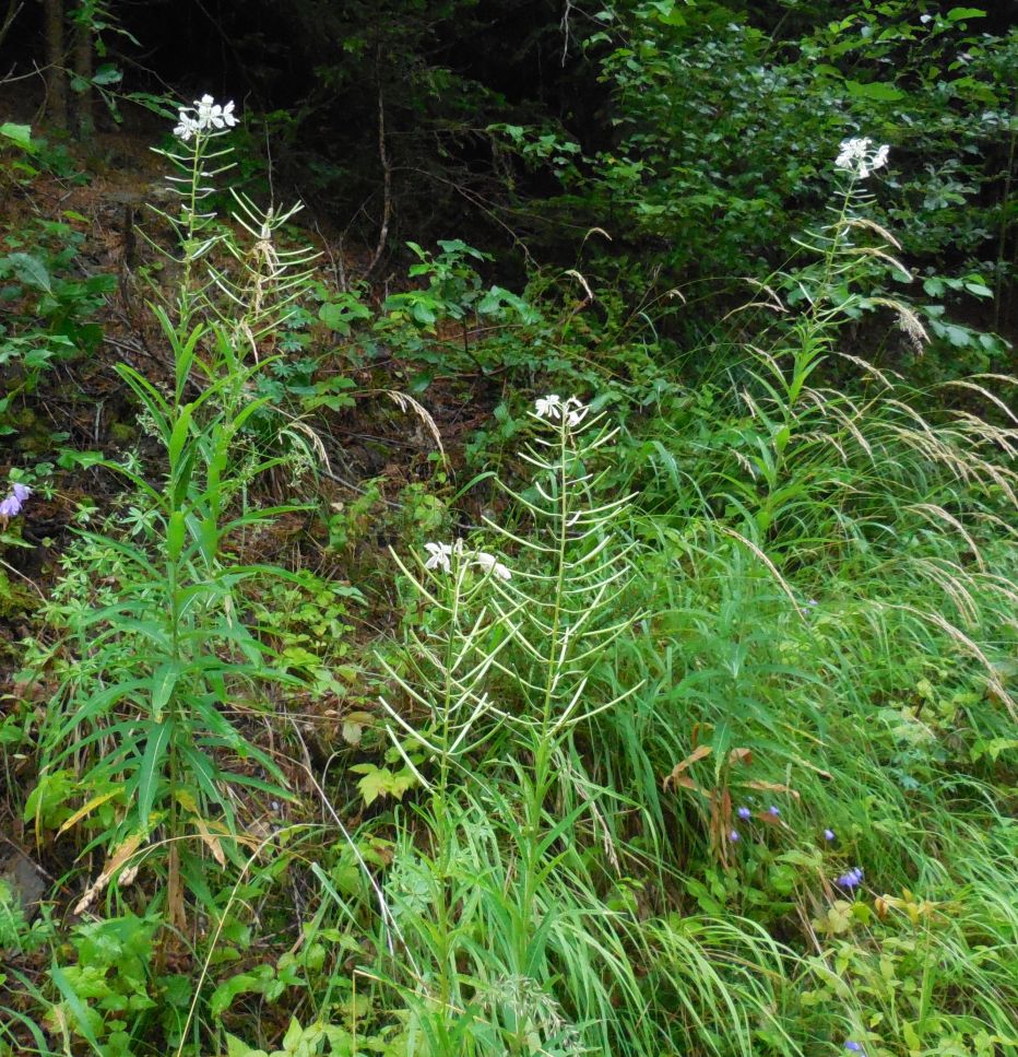 Un epilobio bianco ?? S, Chamaenerion (ex Epilobium) angustifolium