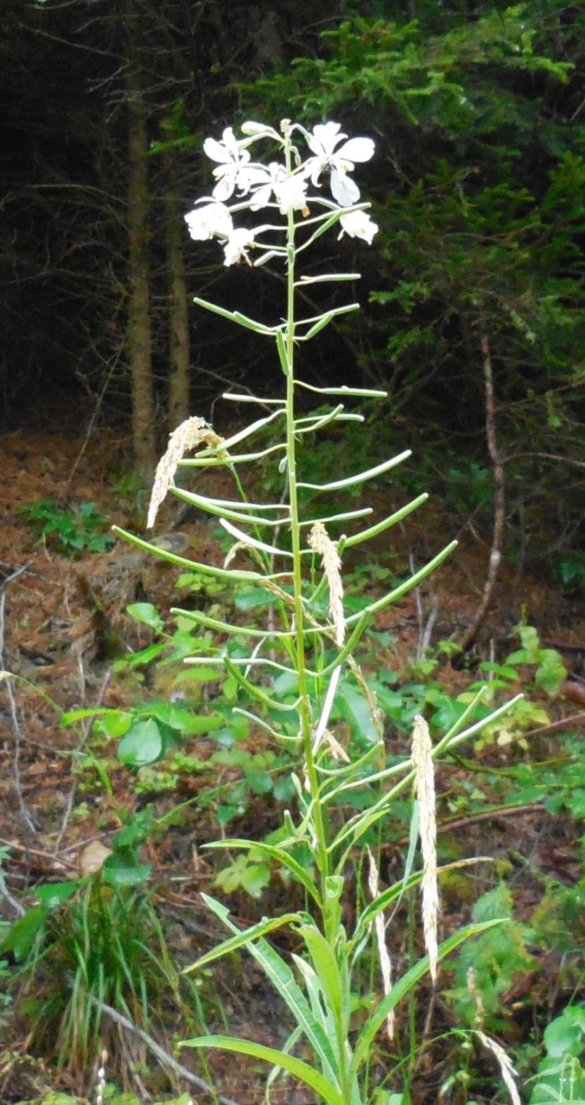 Un epilobio bianco ?? S, Chamaenerion (ex Epilobium) angustifolium