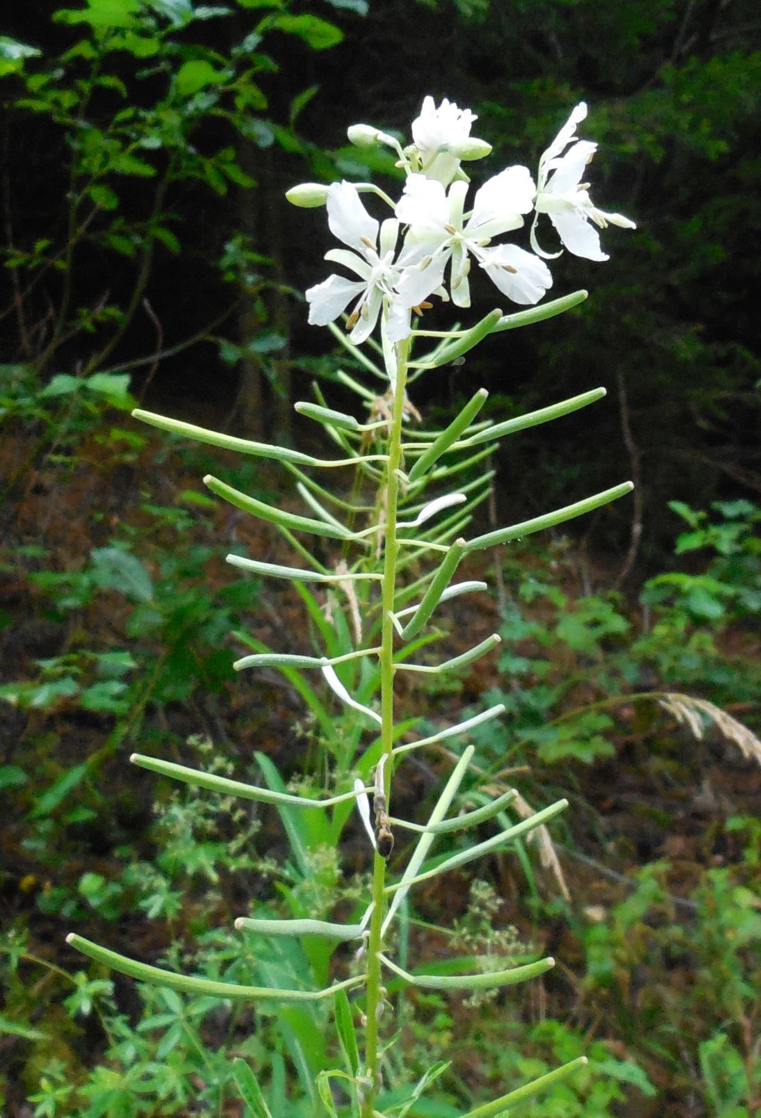 Un epilobio bianco ?? S, Chamaenerion (ex Epilobium) angustifolium