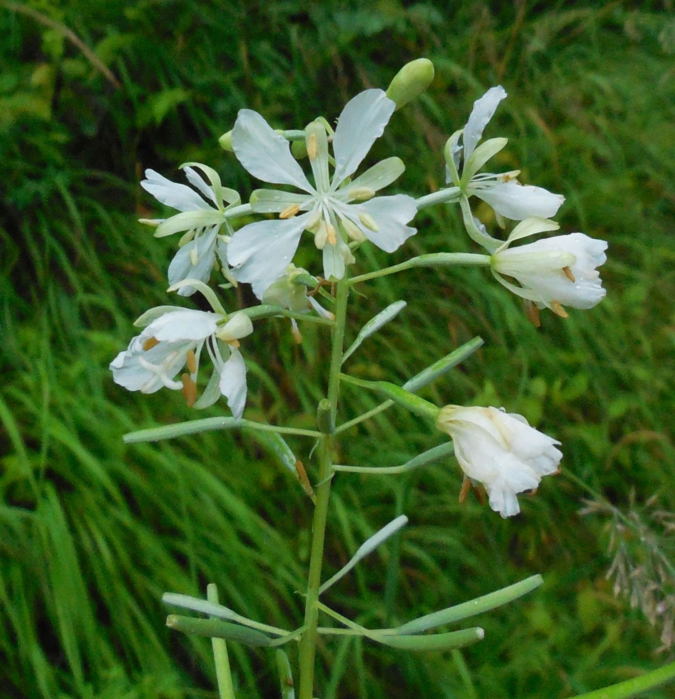 Un epilobio bianco ?? S, Chamaenerion (ex Epilobium) angustifolium