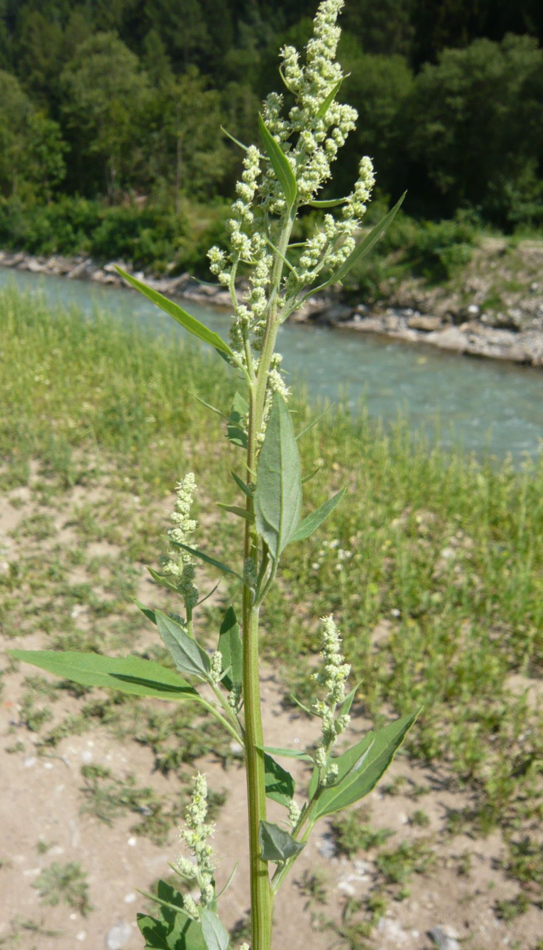 Chenopodium gr. album (Chenopodiaceae)