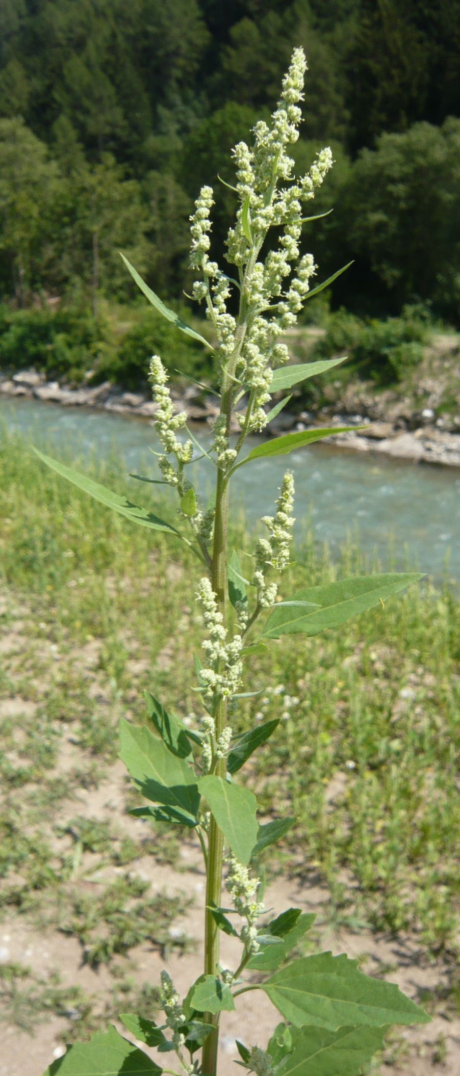 Chenopodium gr. album (Chenopodiaceae)