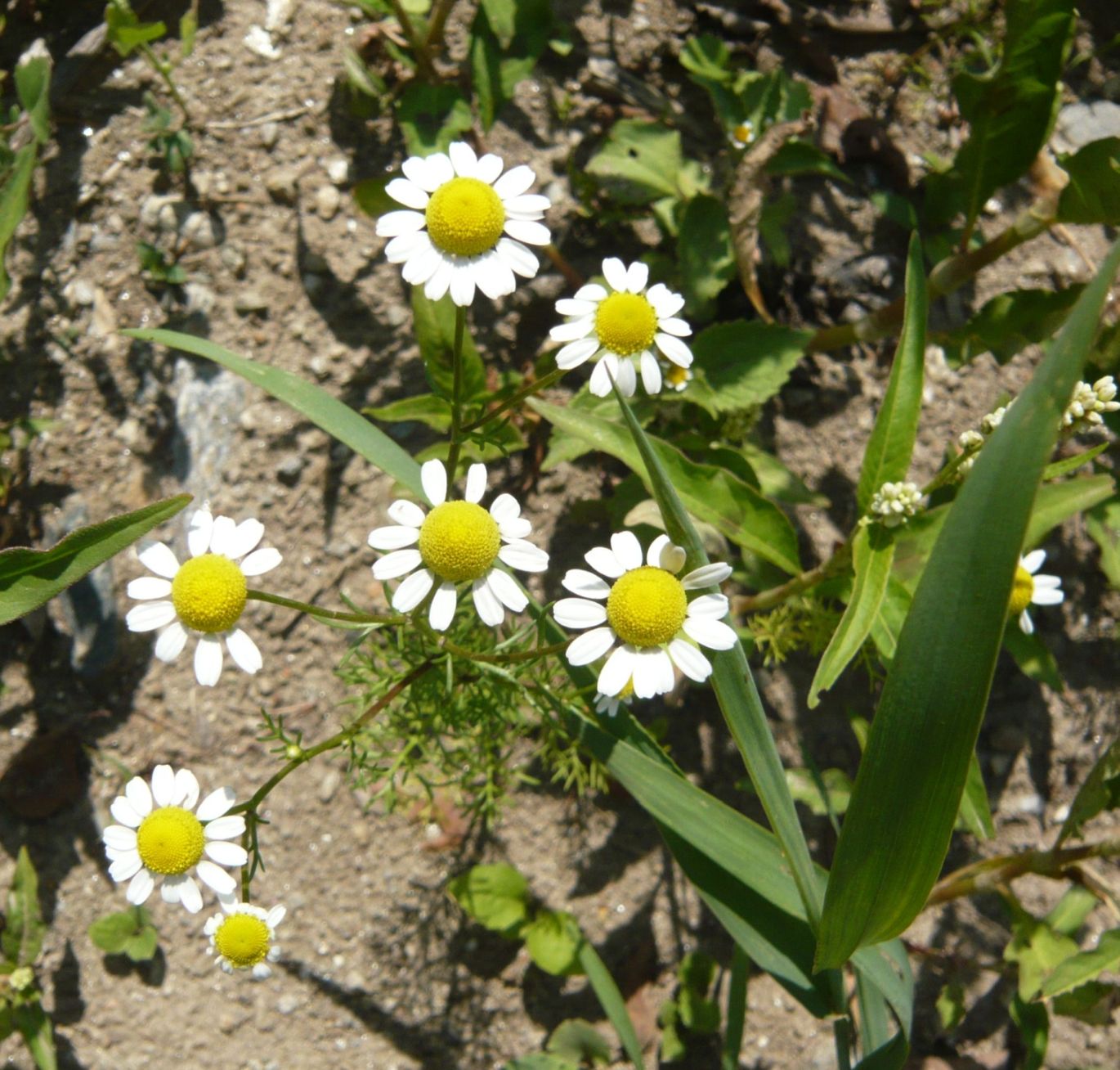 Tripleurospermum inodorum (Asteraceae)