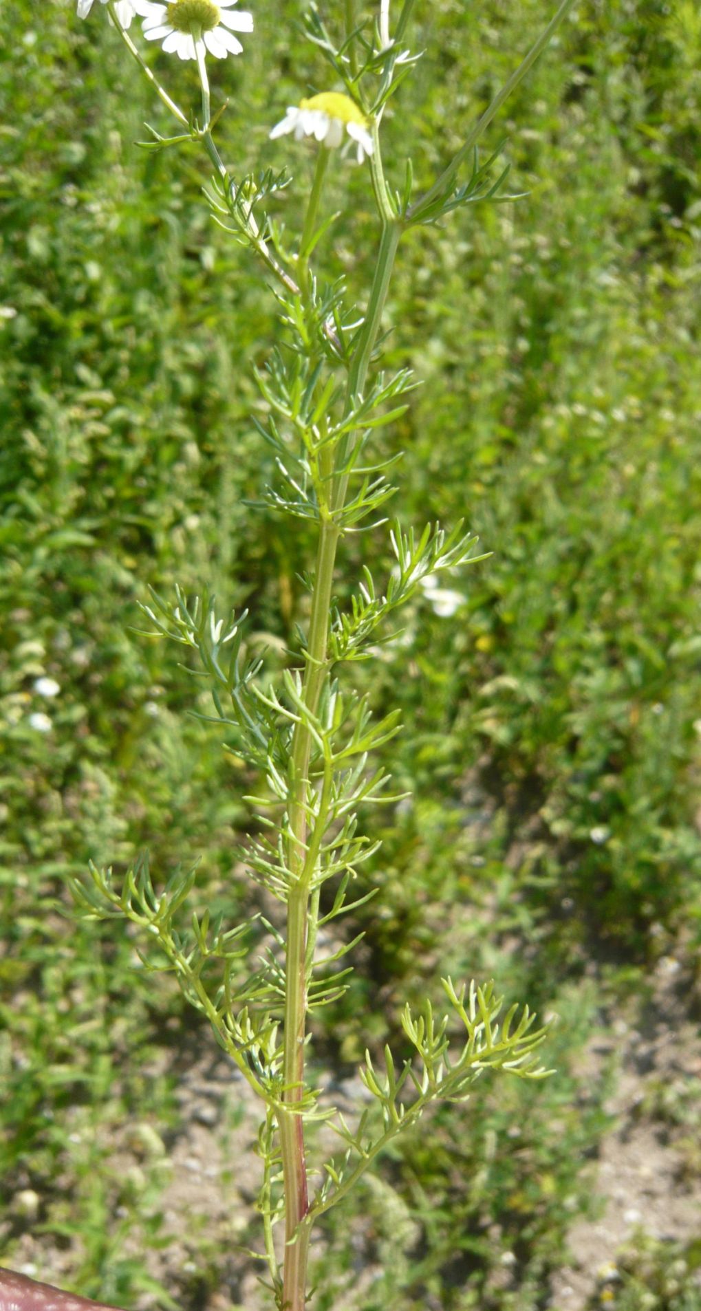 Tripleurospermum inodorum (Asteraceae)