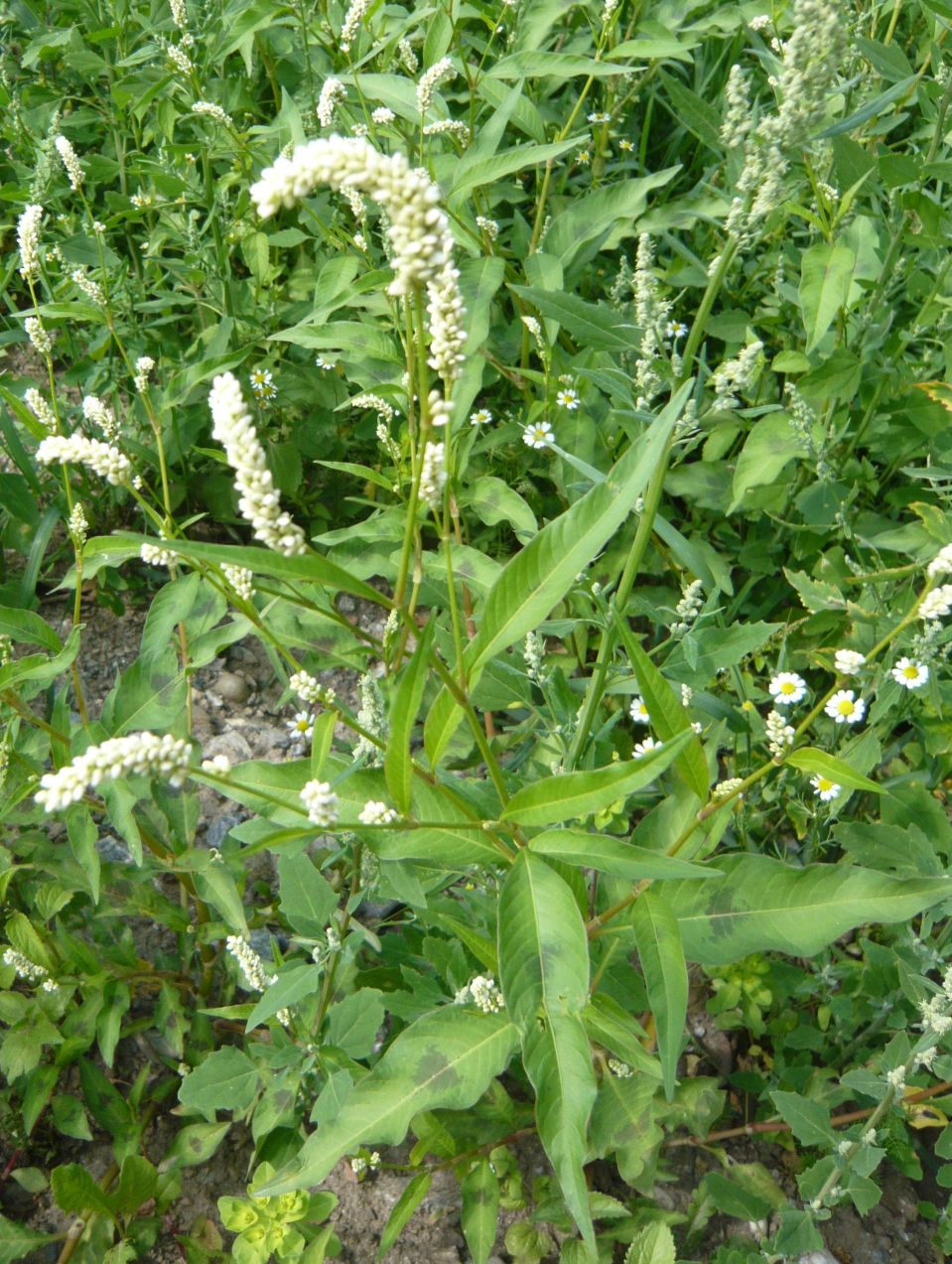 Persicaria lapathipholia (Polygonaceae)