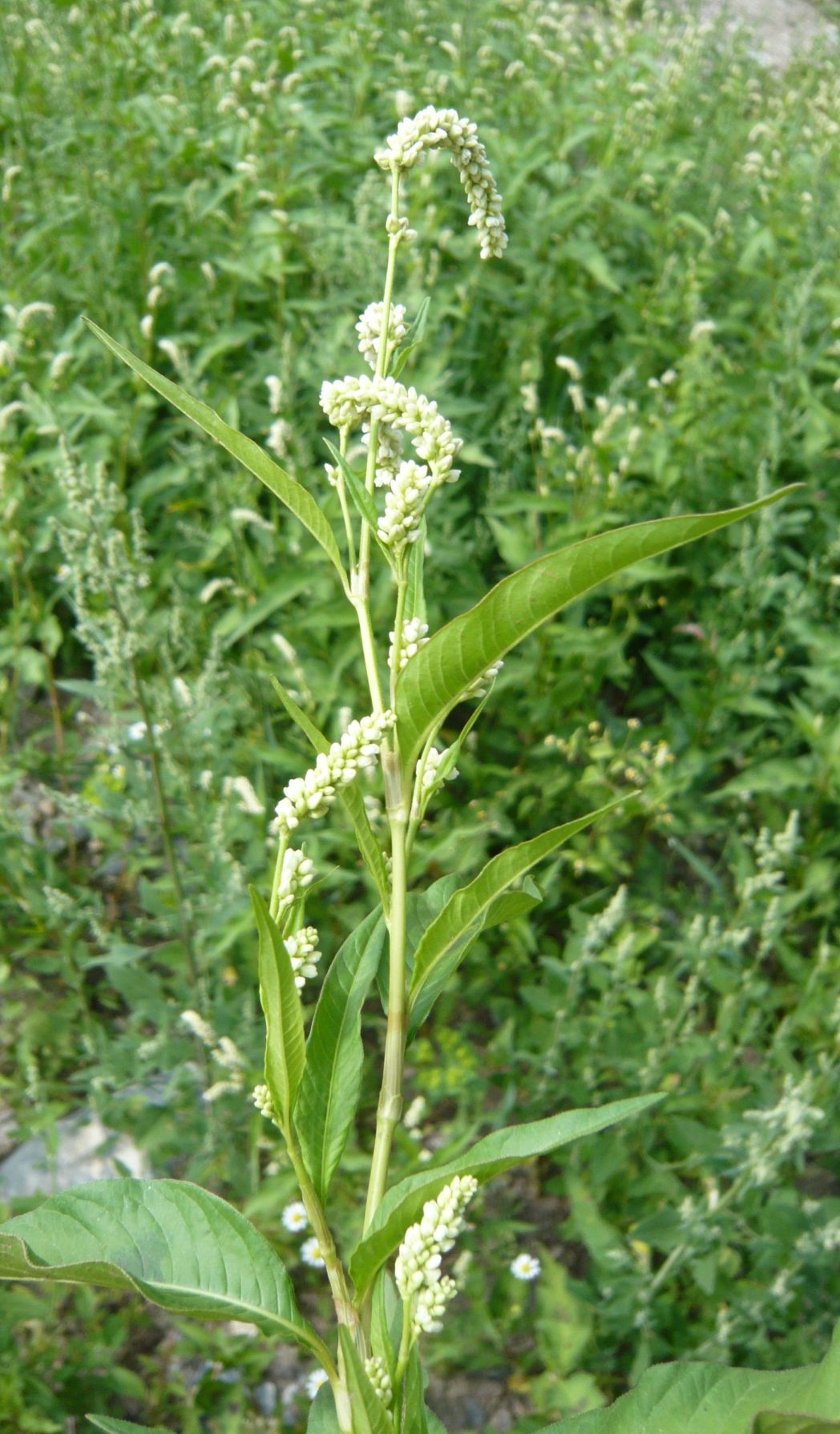 Persicaria lapathipholia (Polygonaceae)